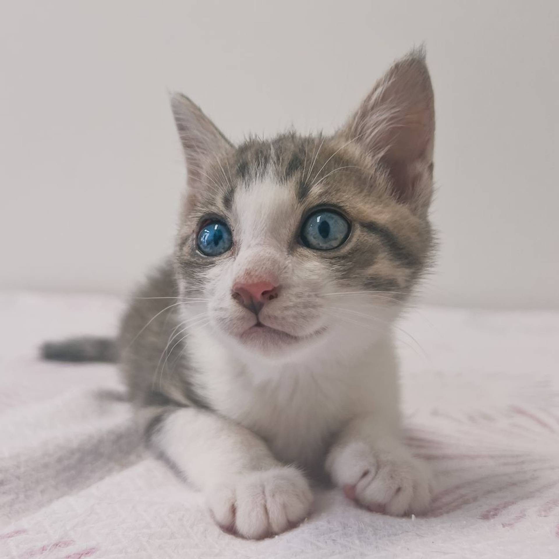 雑種（ミックス猫）・オスの里親募集の写真