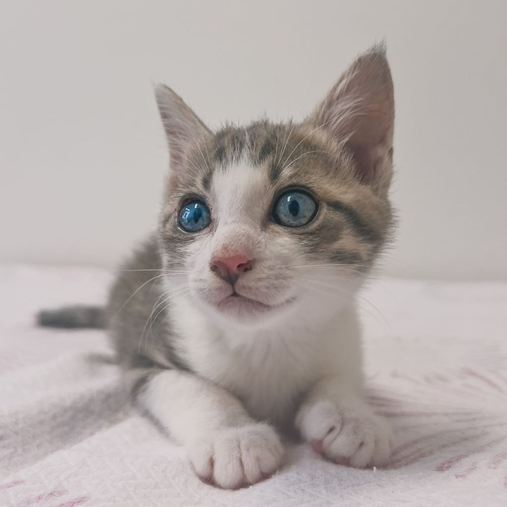 雑種（ミックス猫）・オスの里親募集の写真