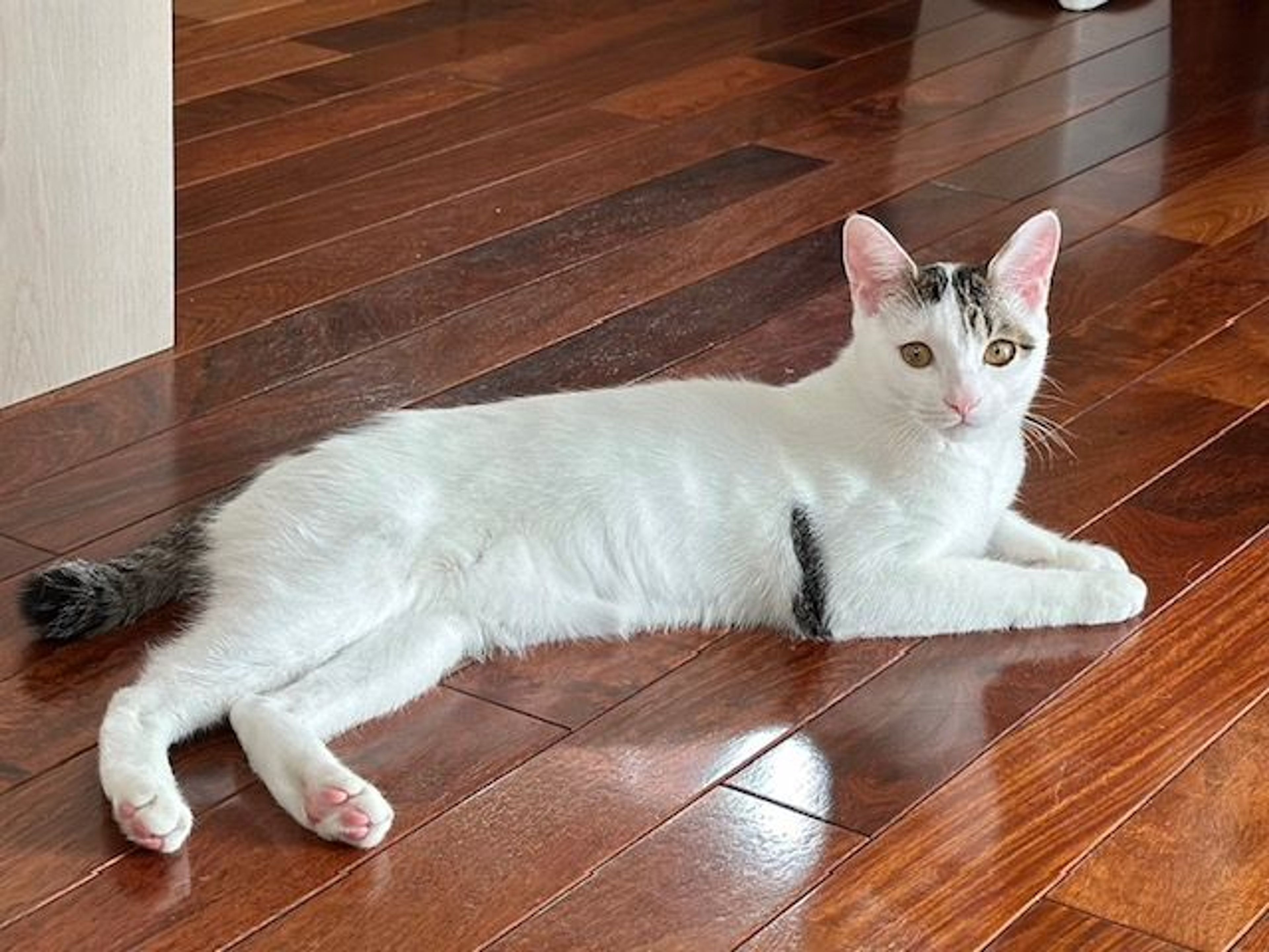 pet-image-2