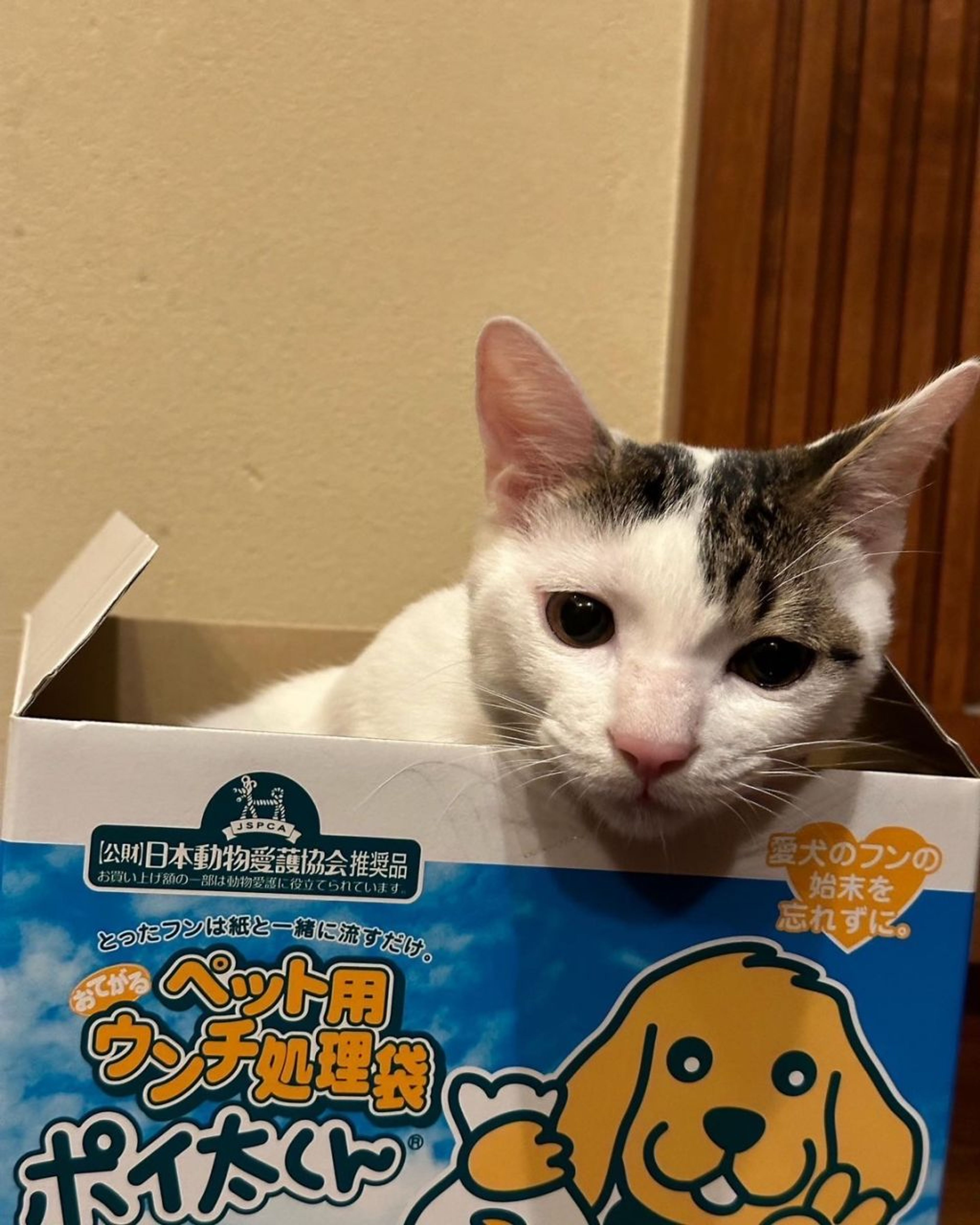 pet-image-3