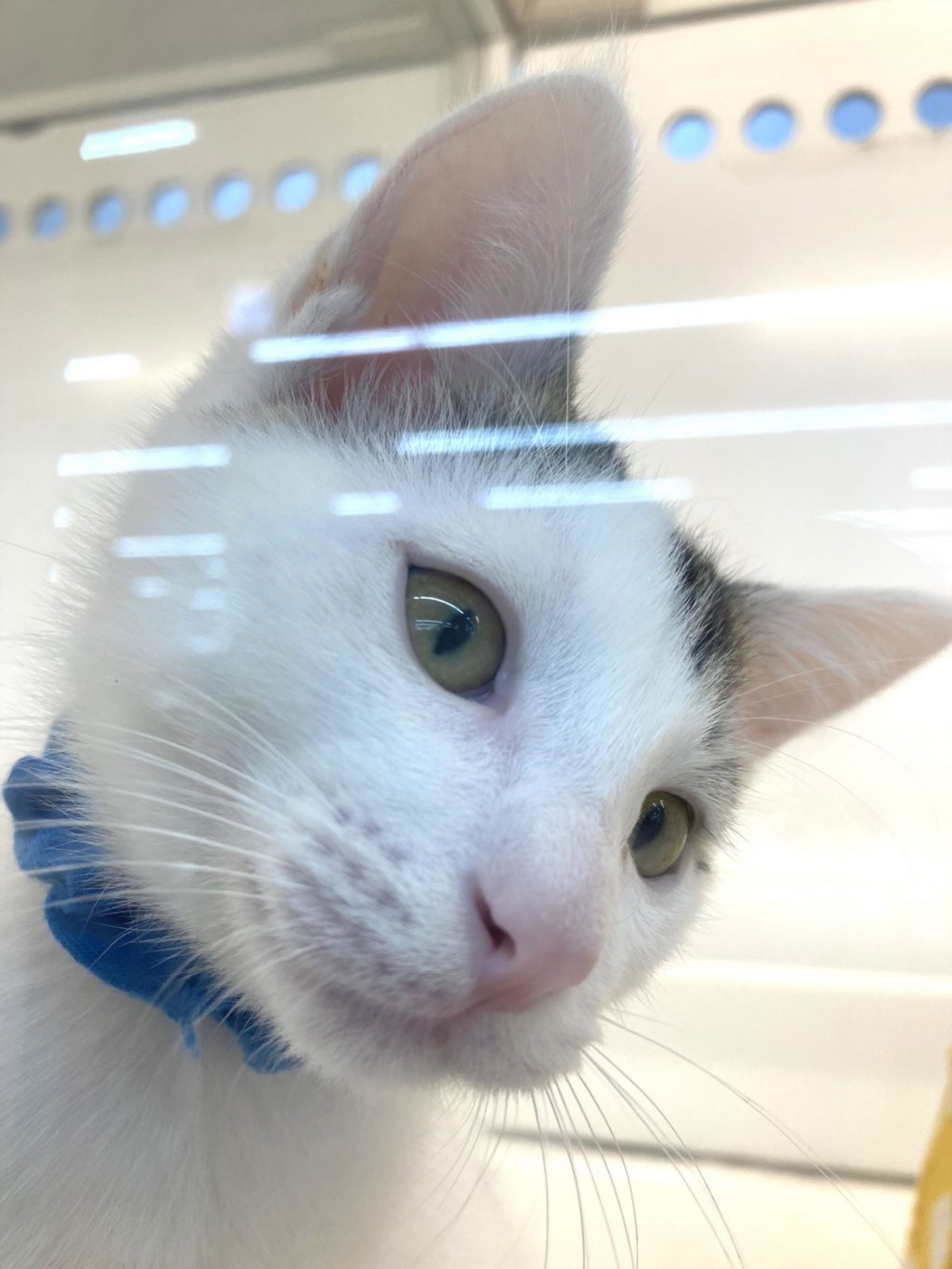 pet-image-5