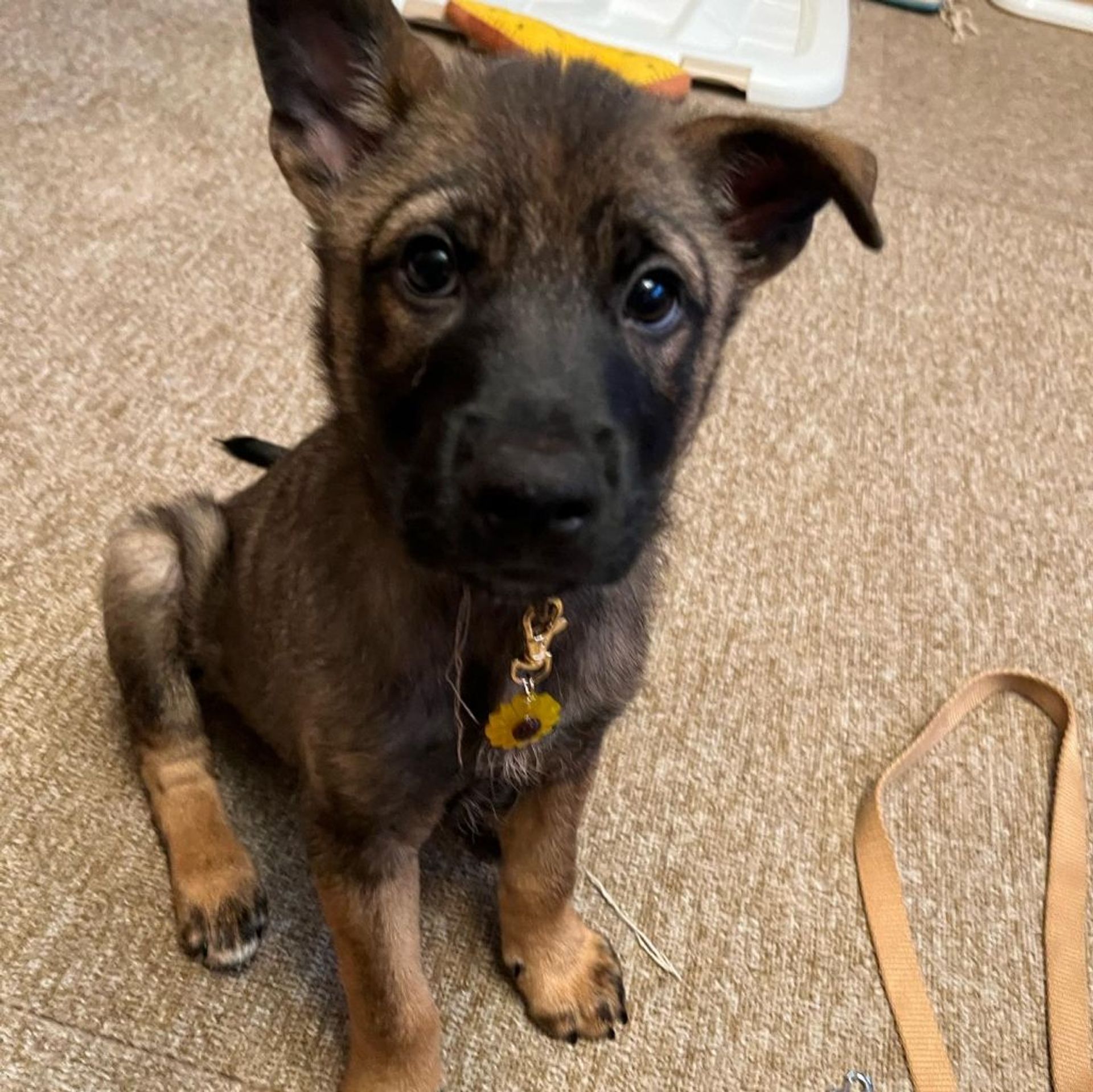 雑種（ミックス犬）・オスの里親募集の写真