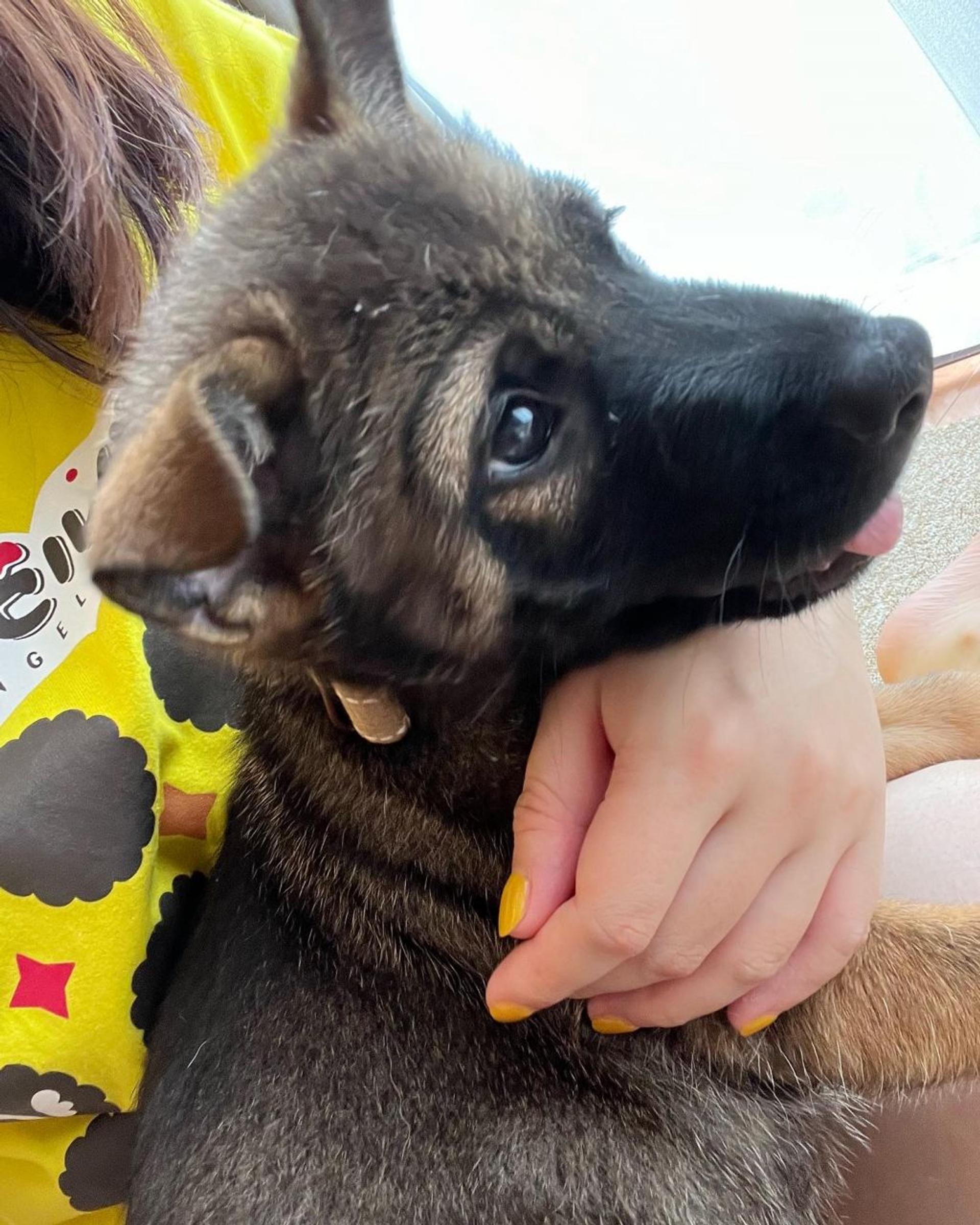 pet-image-2