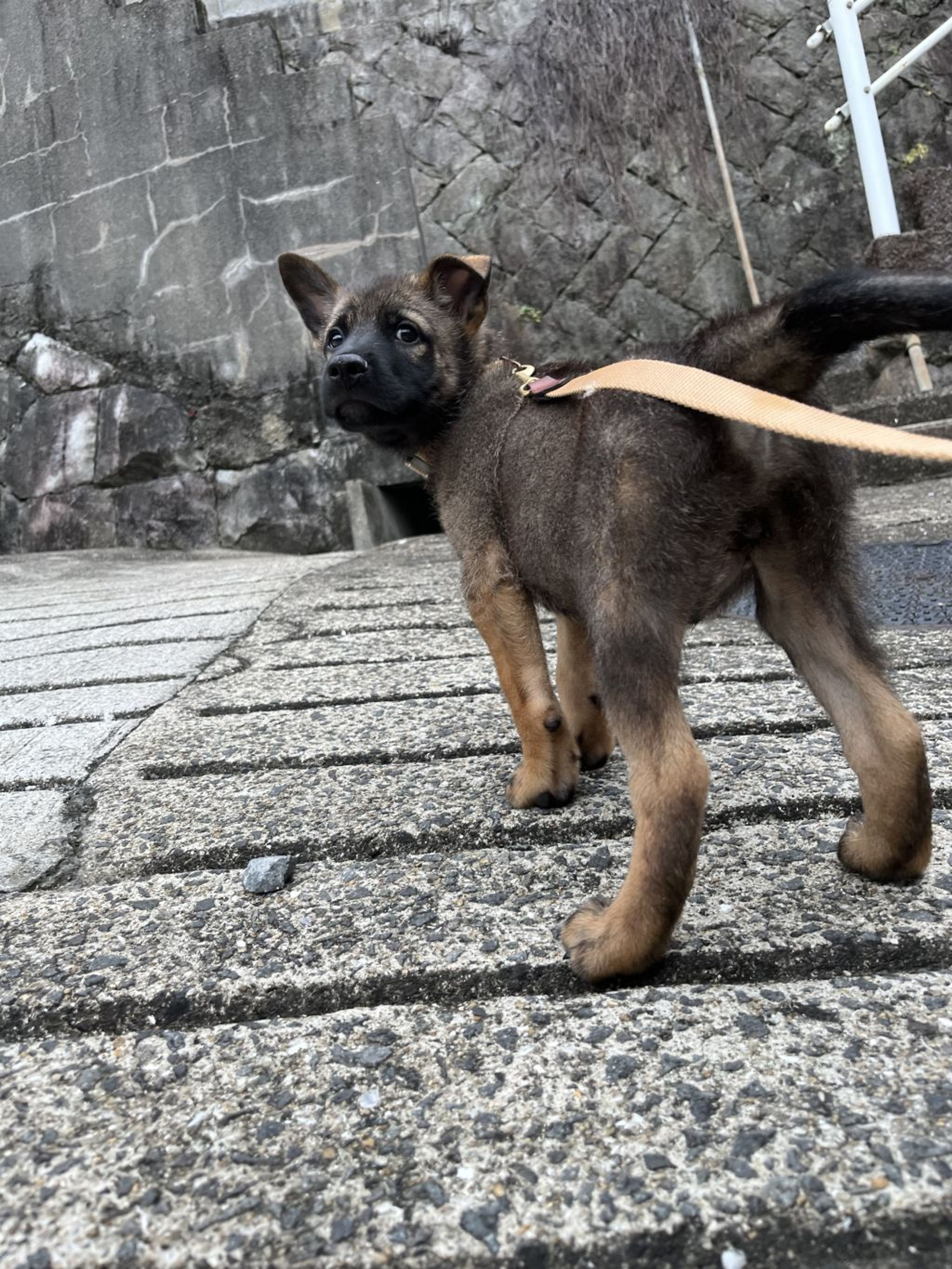 pet-image-3