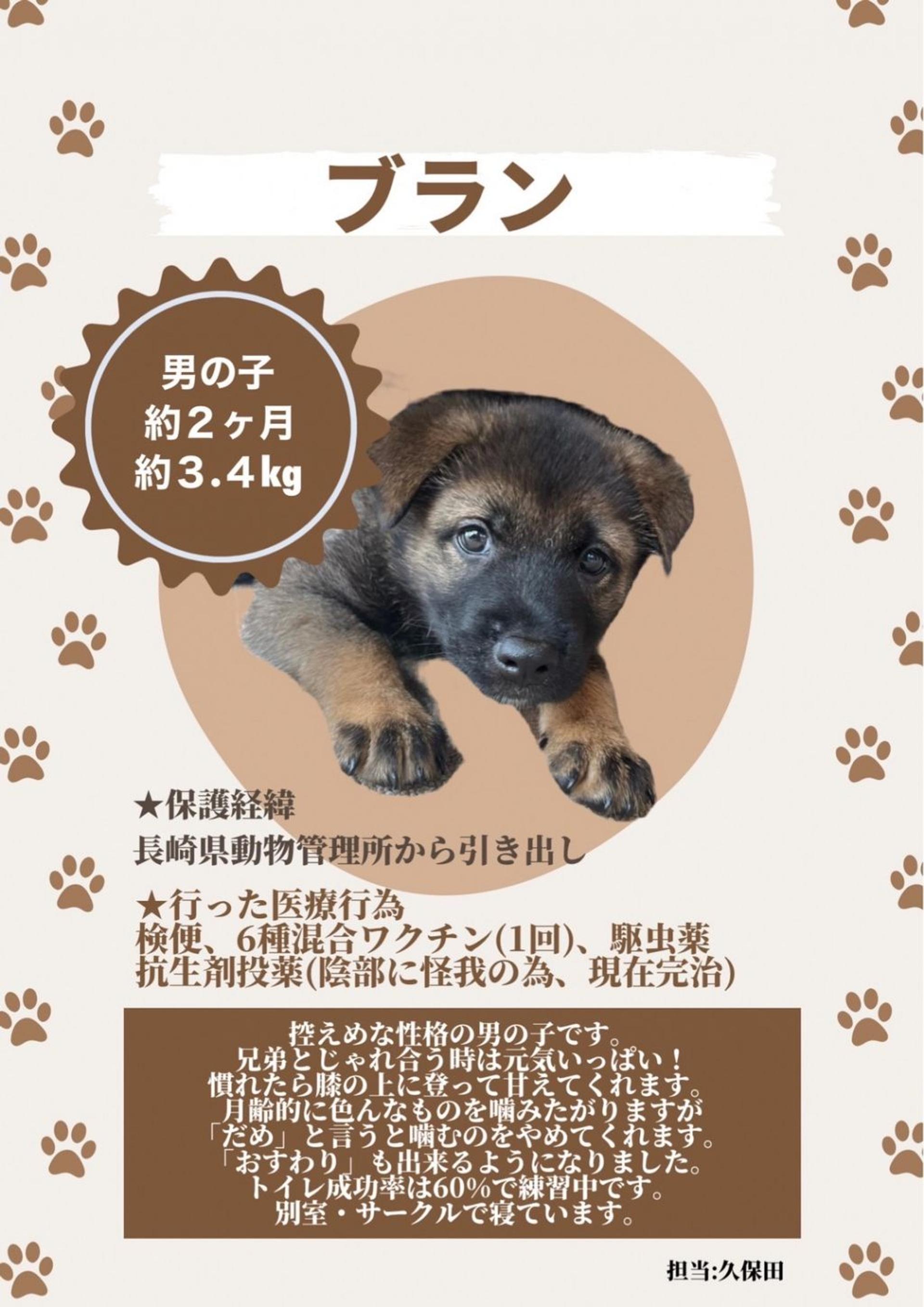 pet-image-4