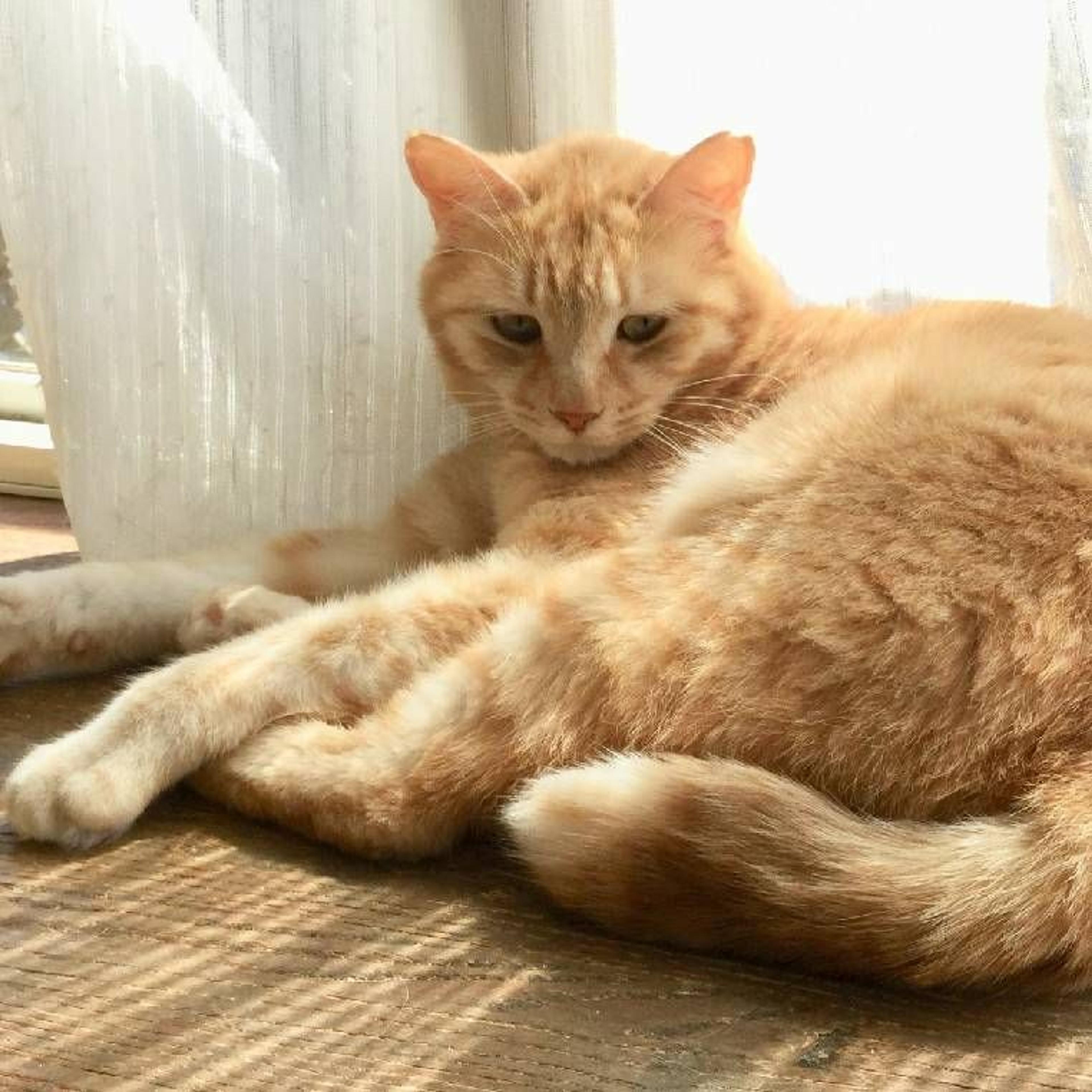 pet-image-2