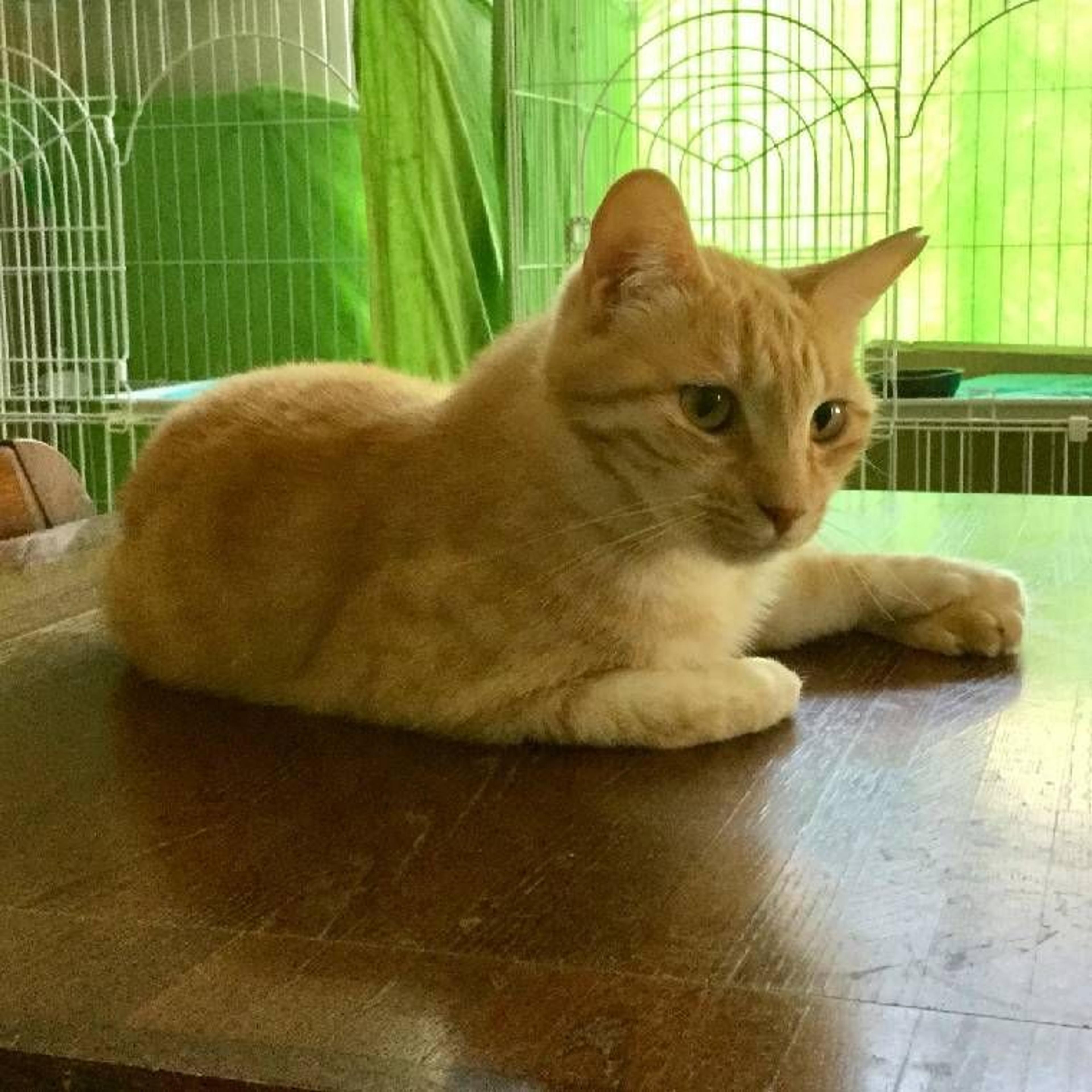 pet-image-3