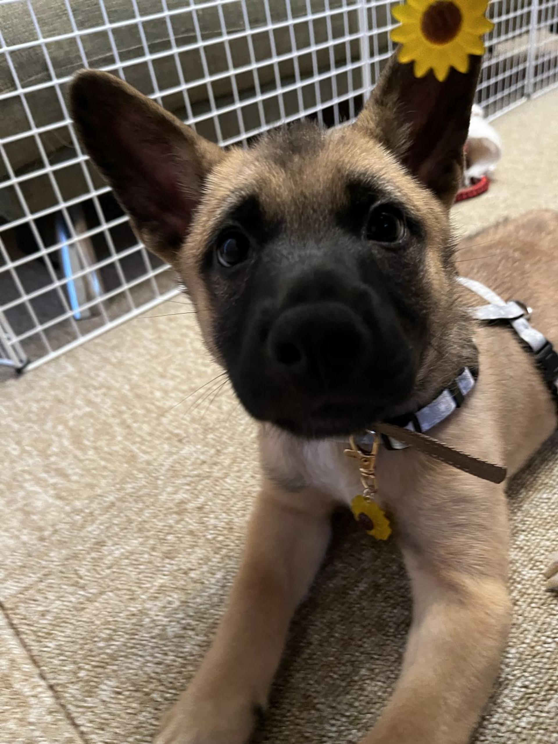 pet-image-3