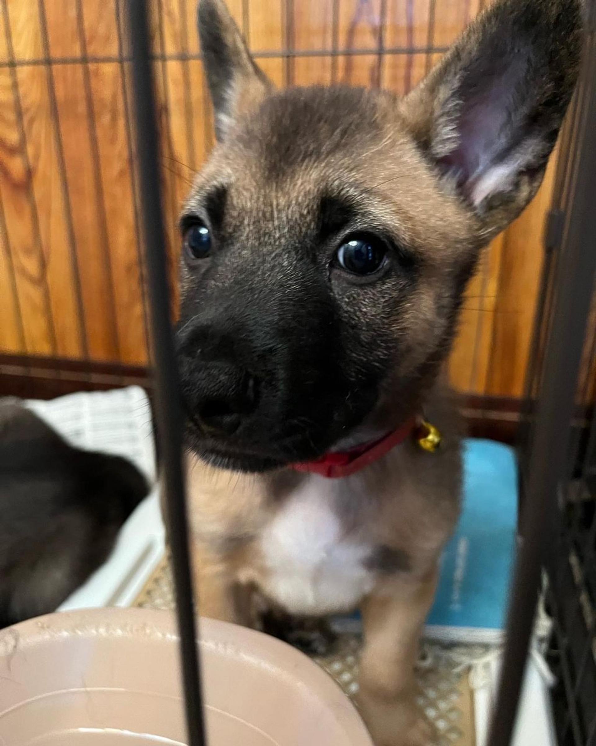 pet-image-4