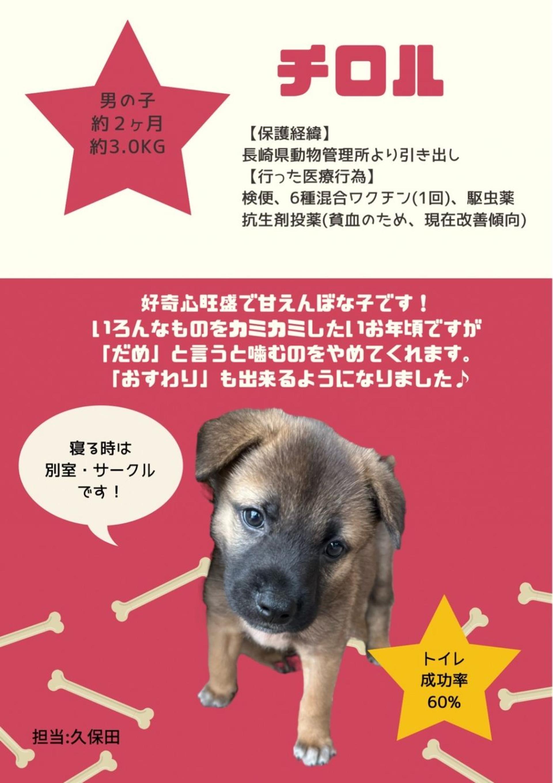 pet-image-5