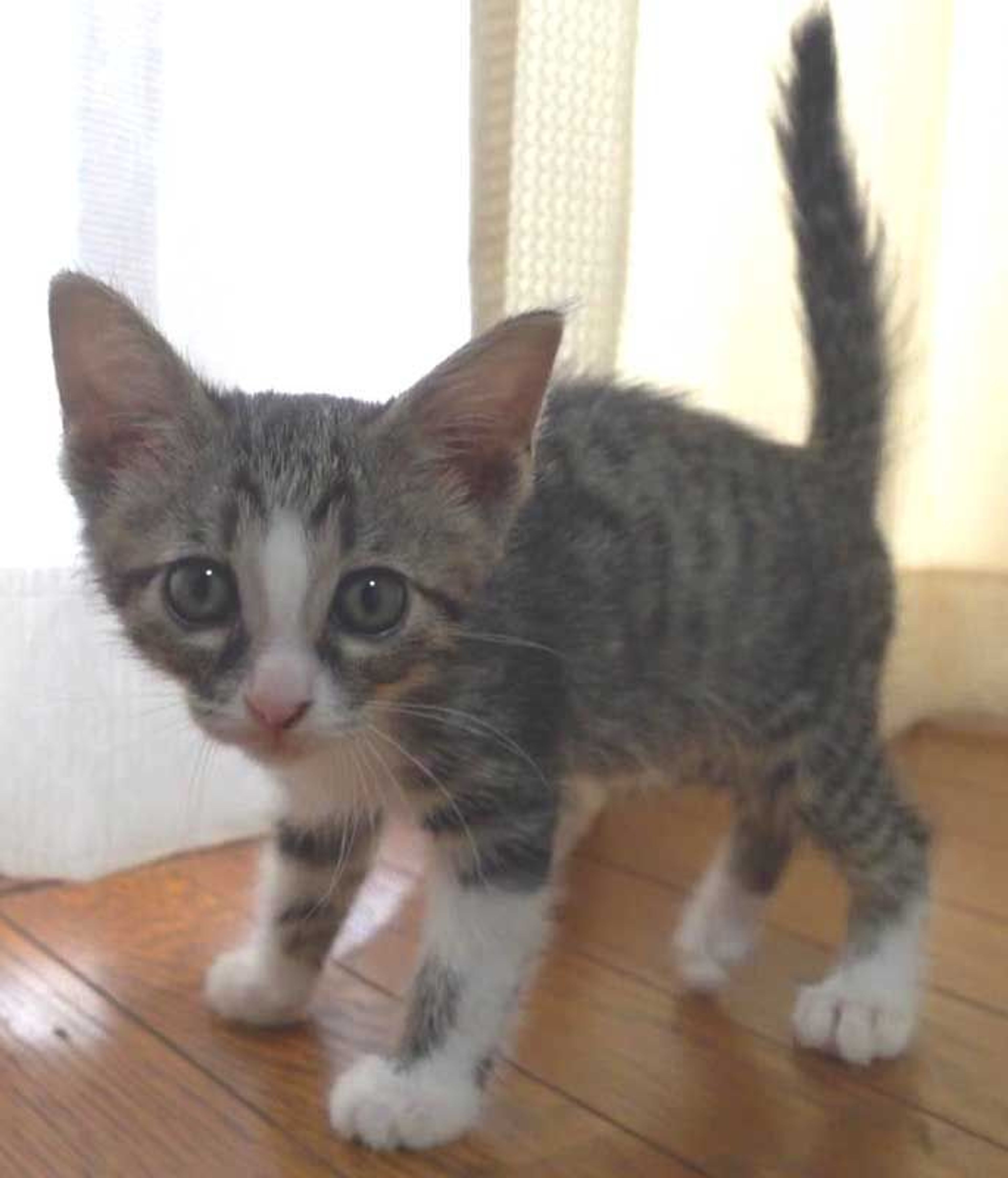 雑種（ミックス猫）・オスの里親募集の写真