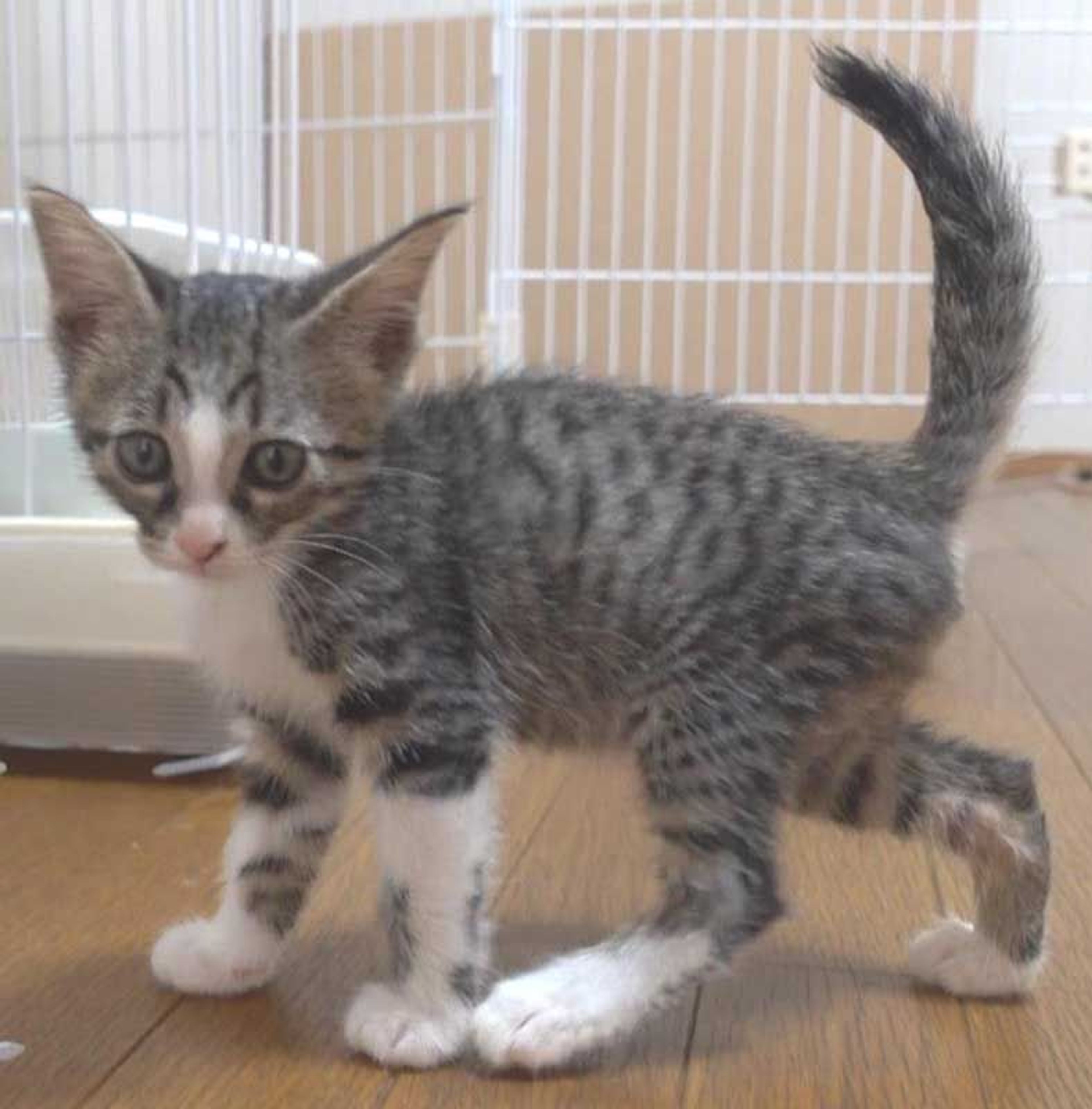 pet-image-2