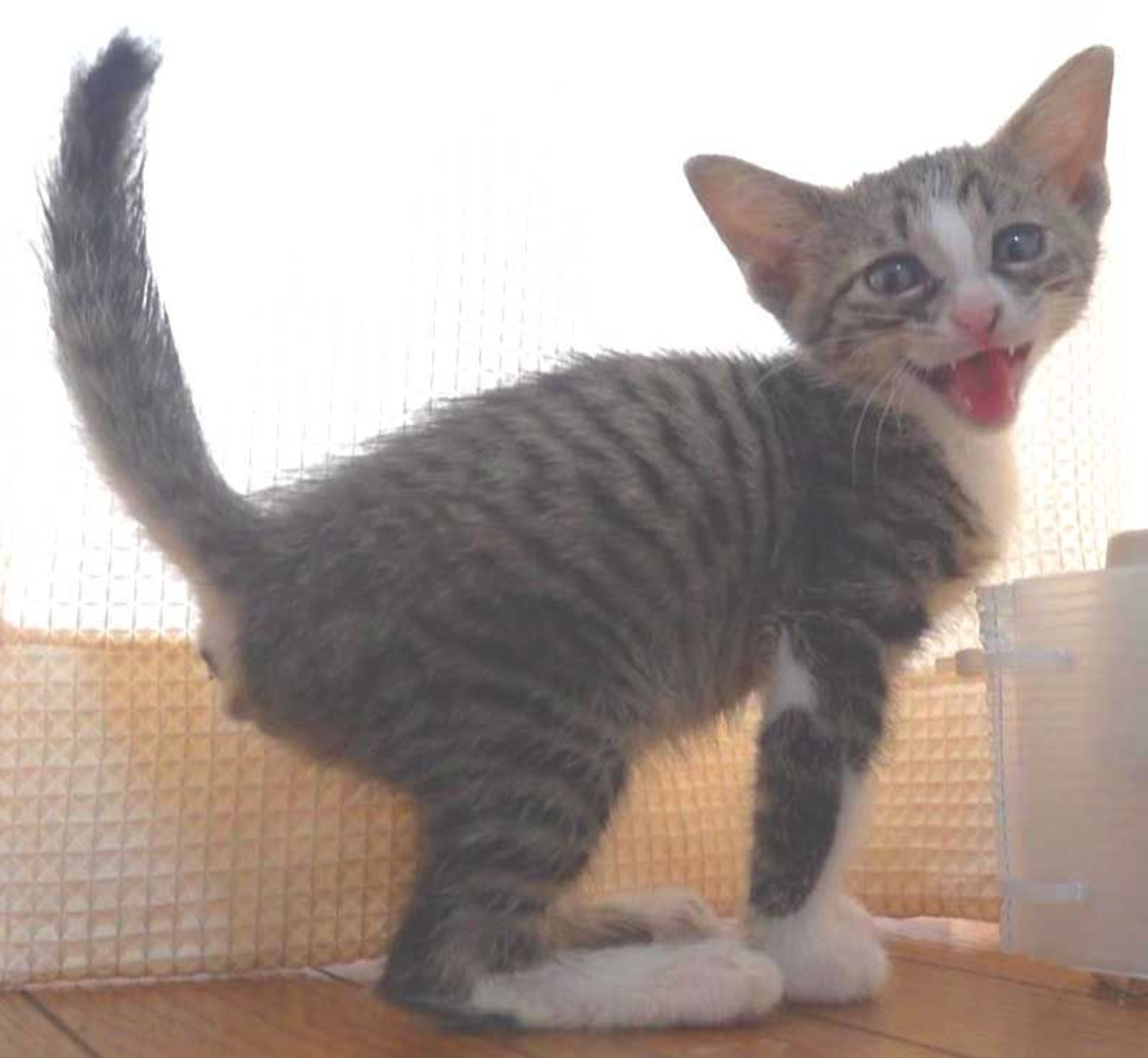 pet-image-3