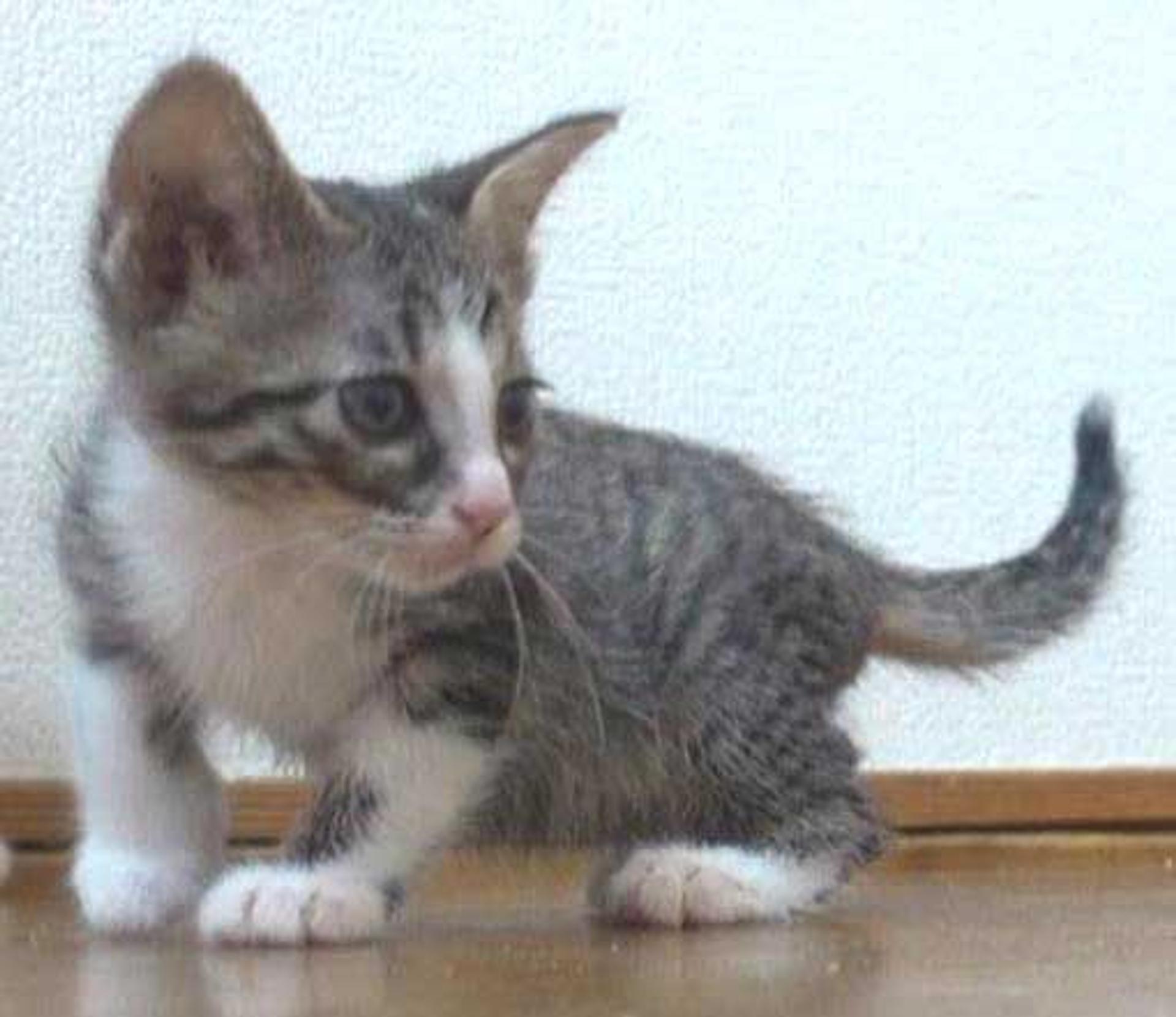 pet-image-4