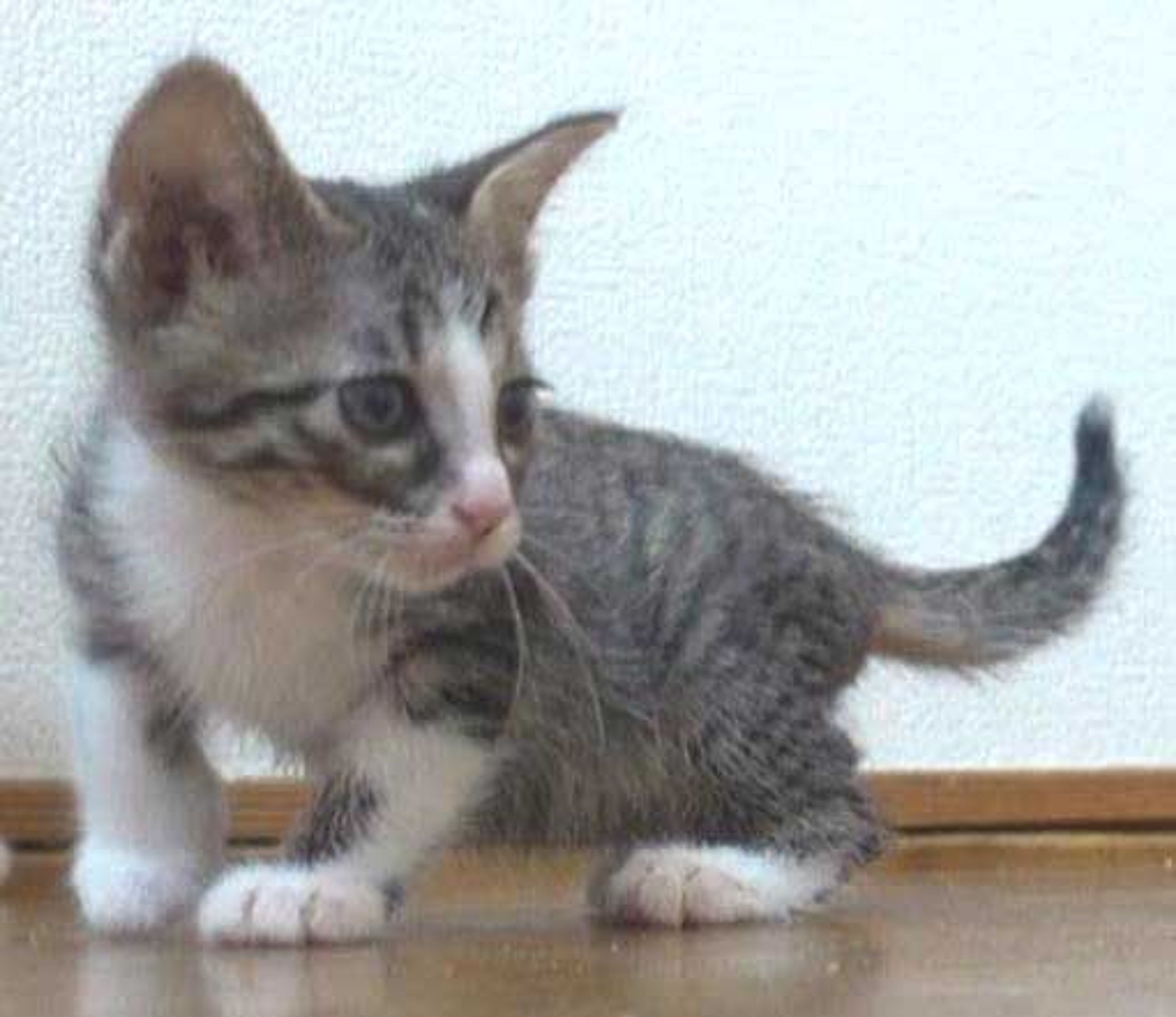 pet-image-4