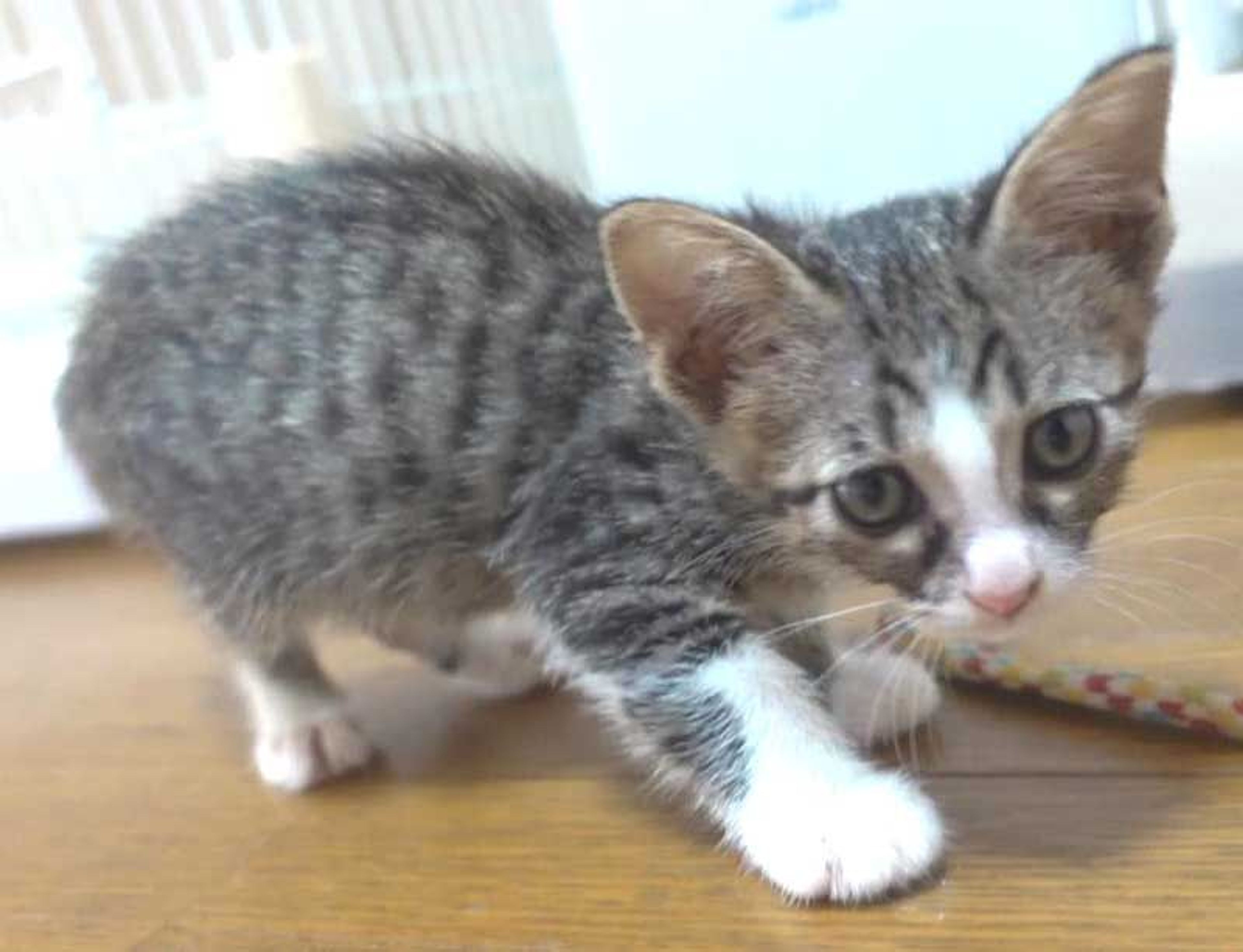 pet-image-5
