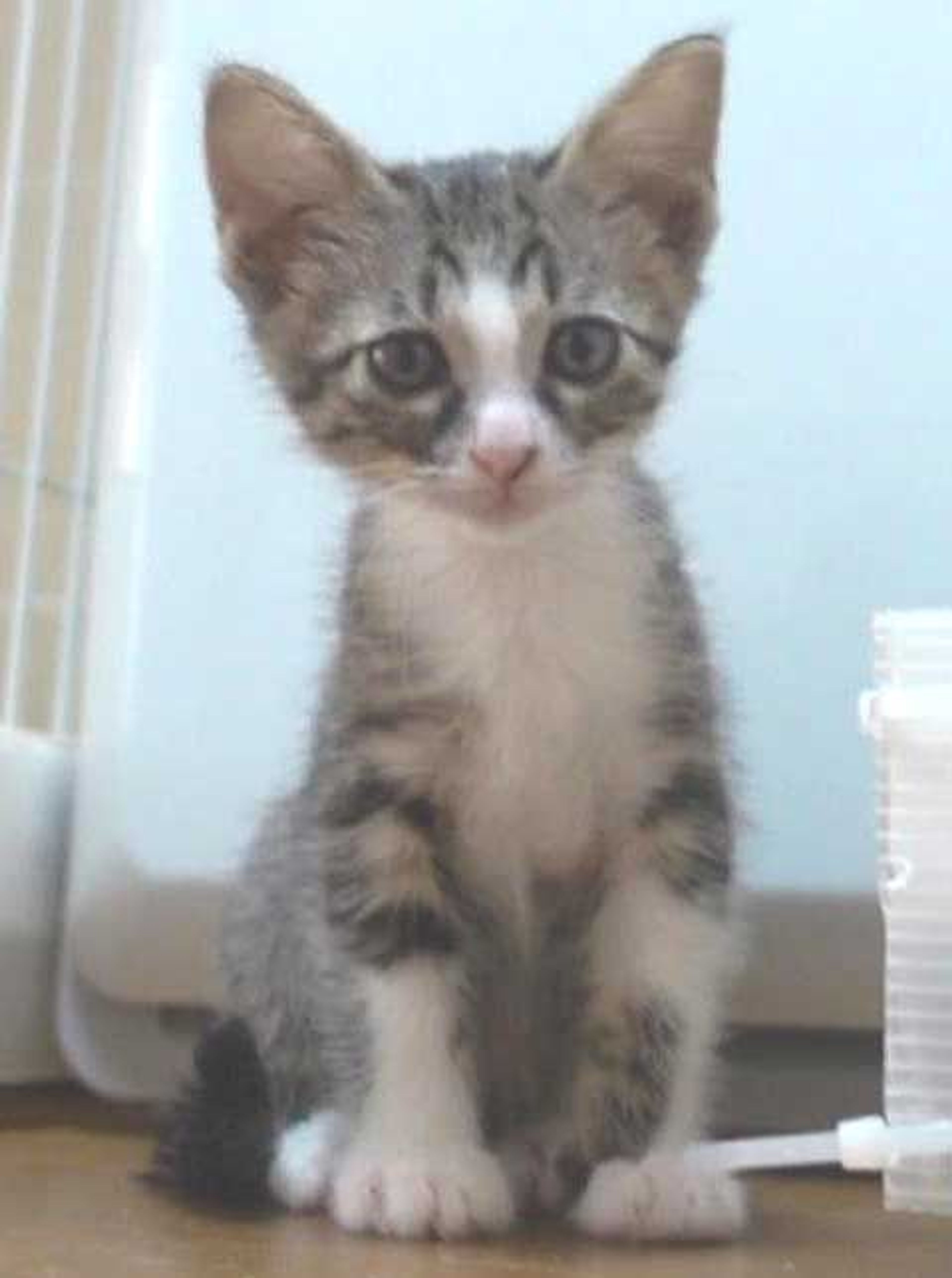 pet-image-6