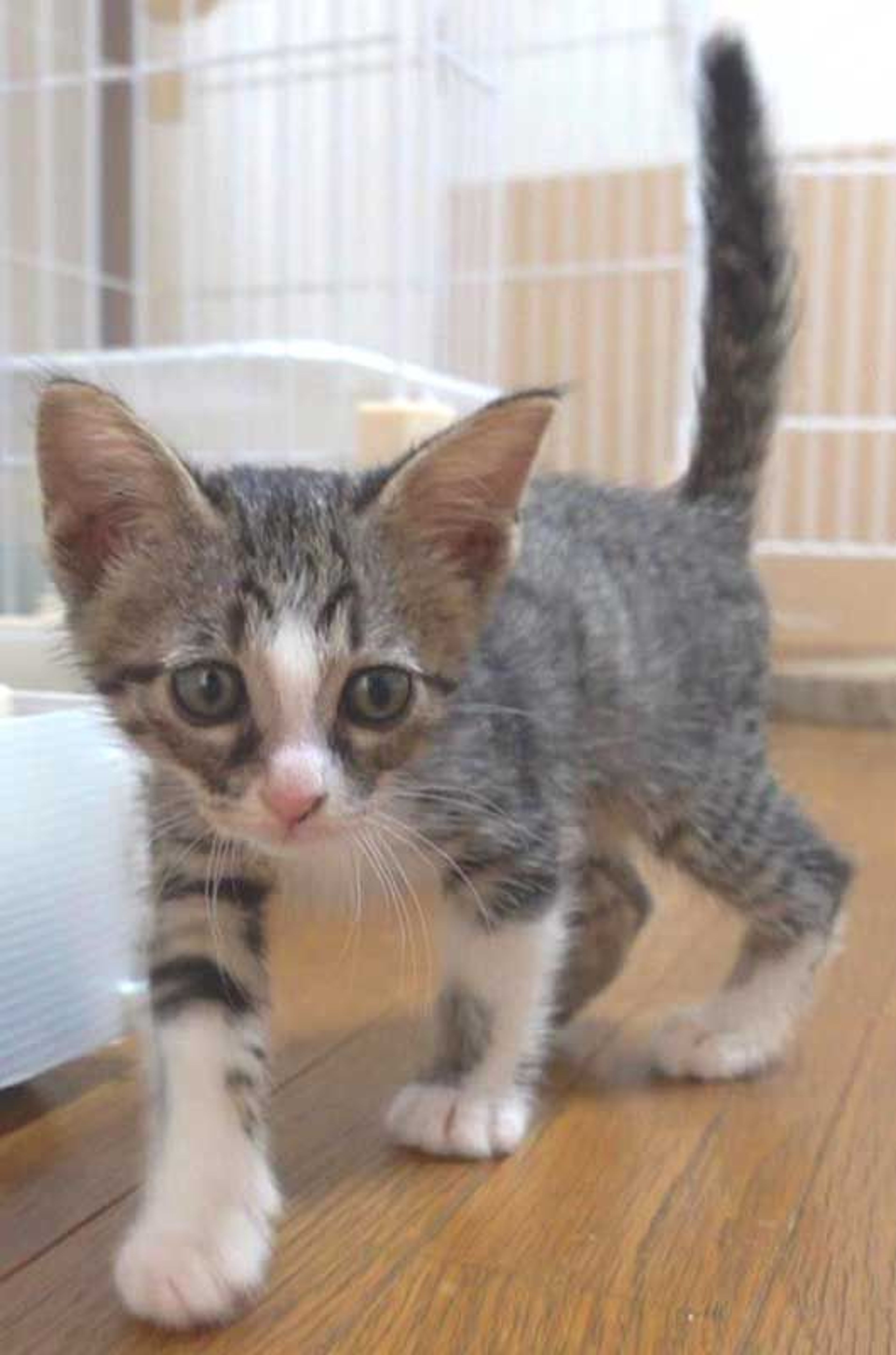 pet-image-9