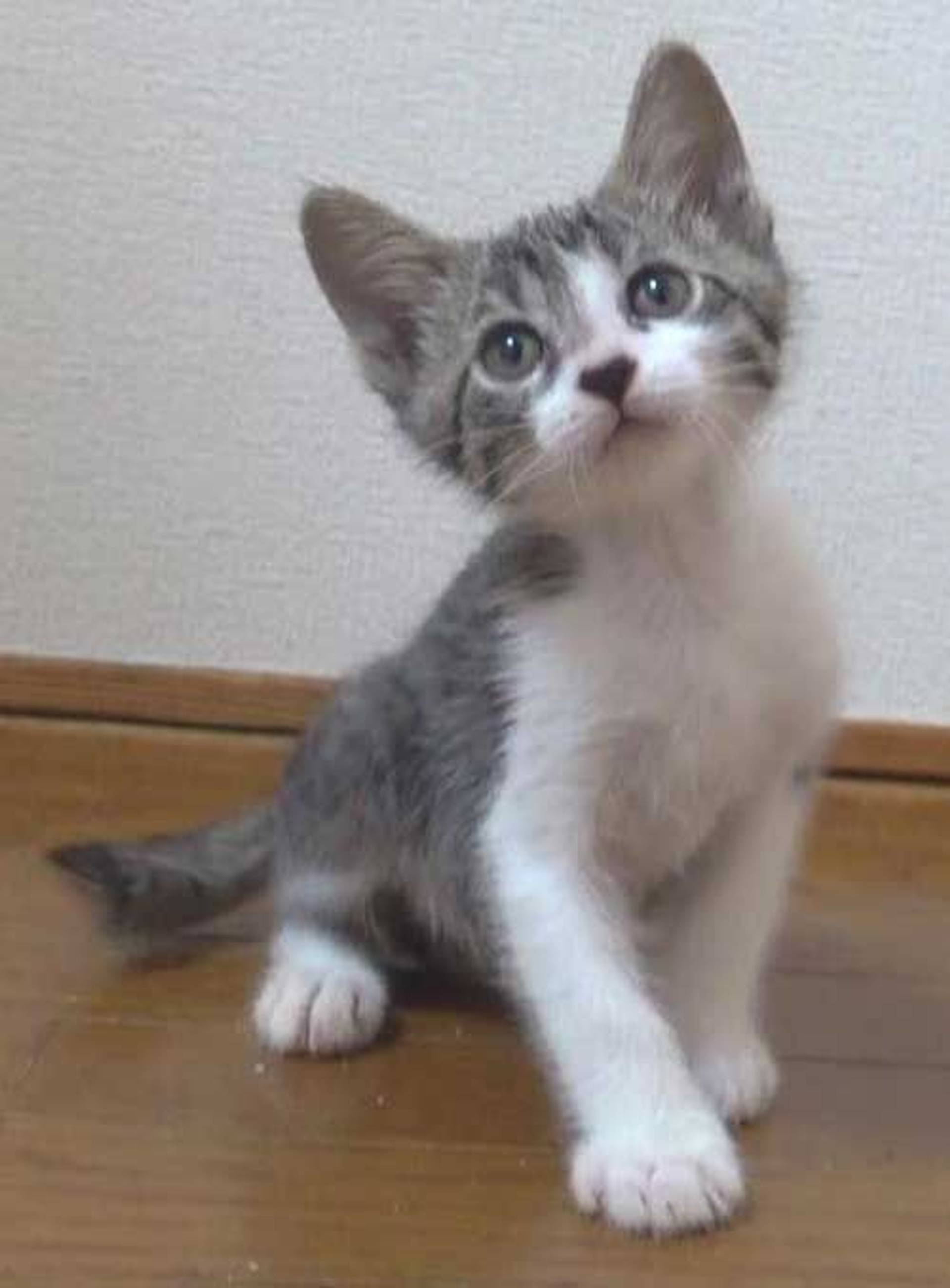 雑種（ミックス猫）・オスの里親募集の写真
