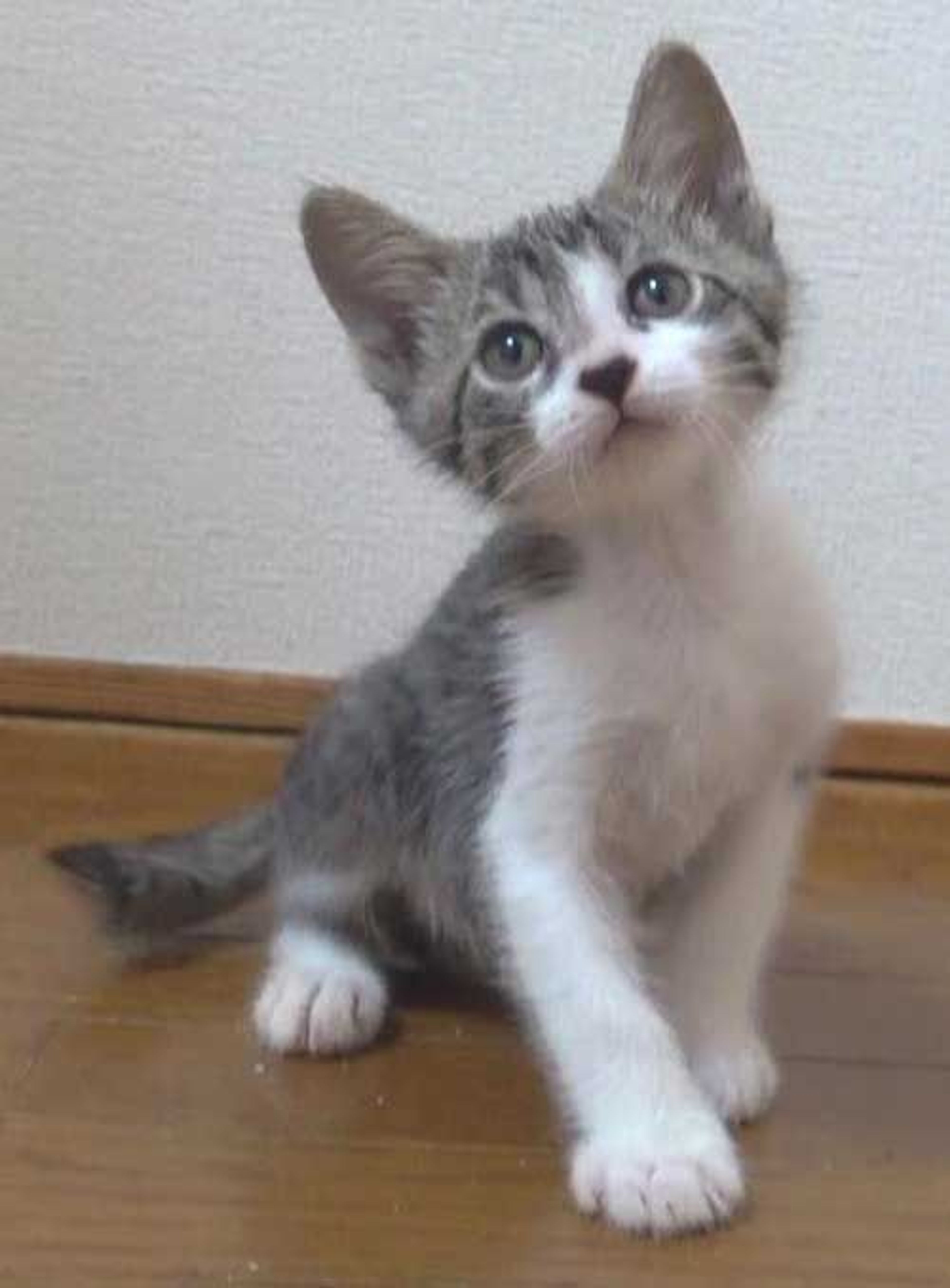 雑種（ミックス猫）・オスの里親募集の写真