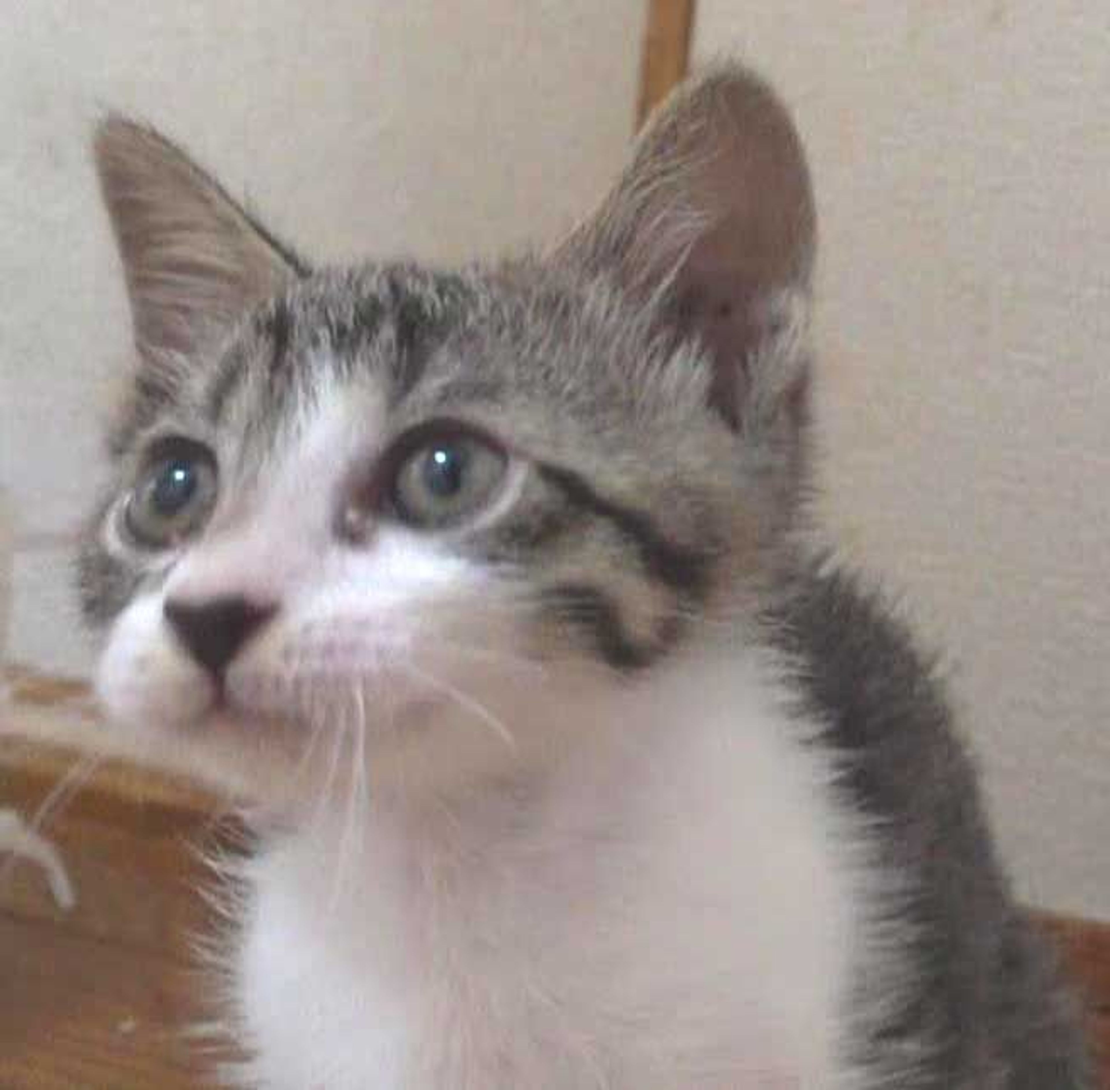 pet-image-3