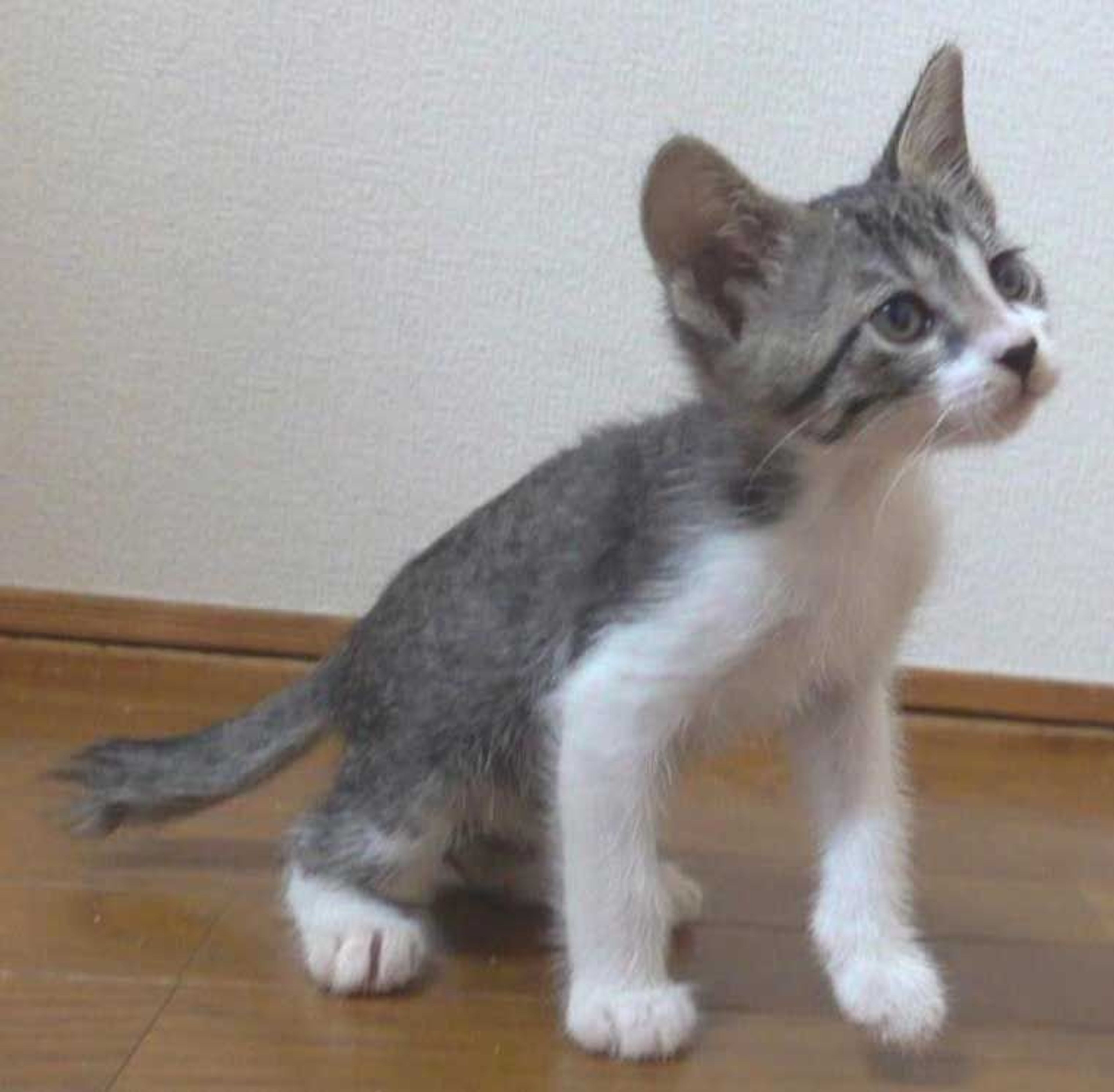 pet-image-4