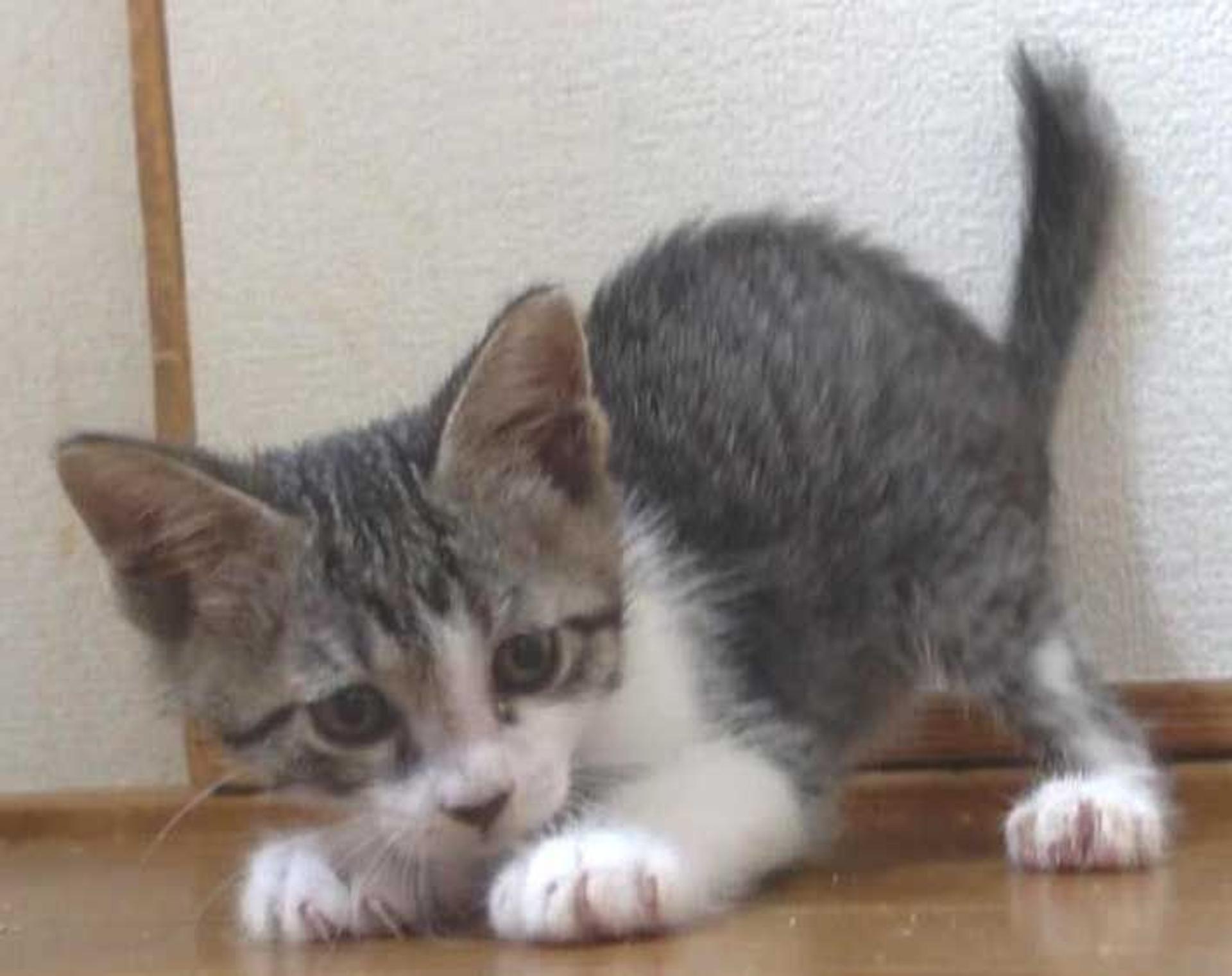 pet-image-5