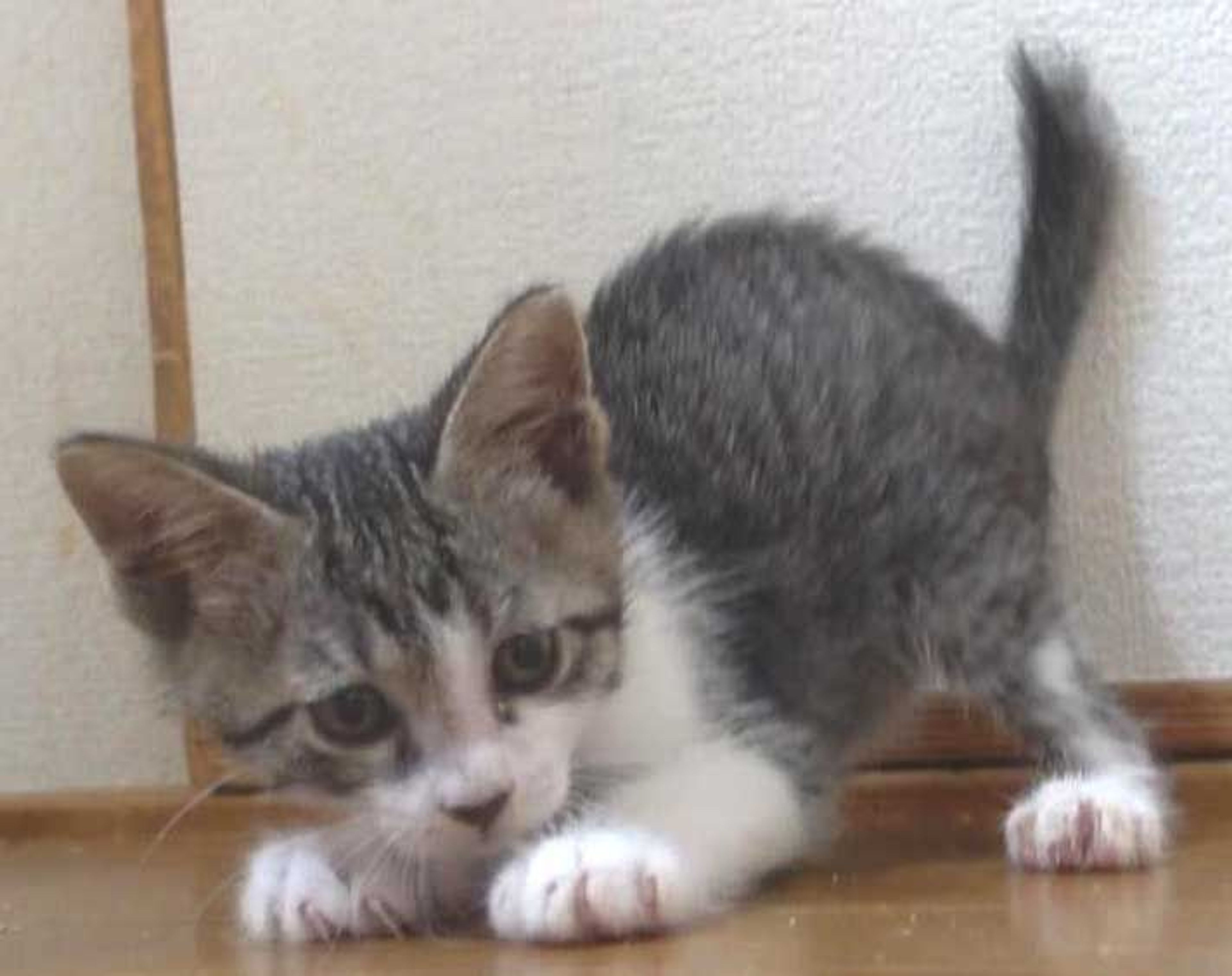 pet-image-5
