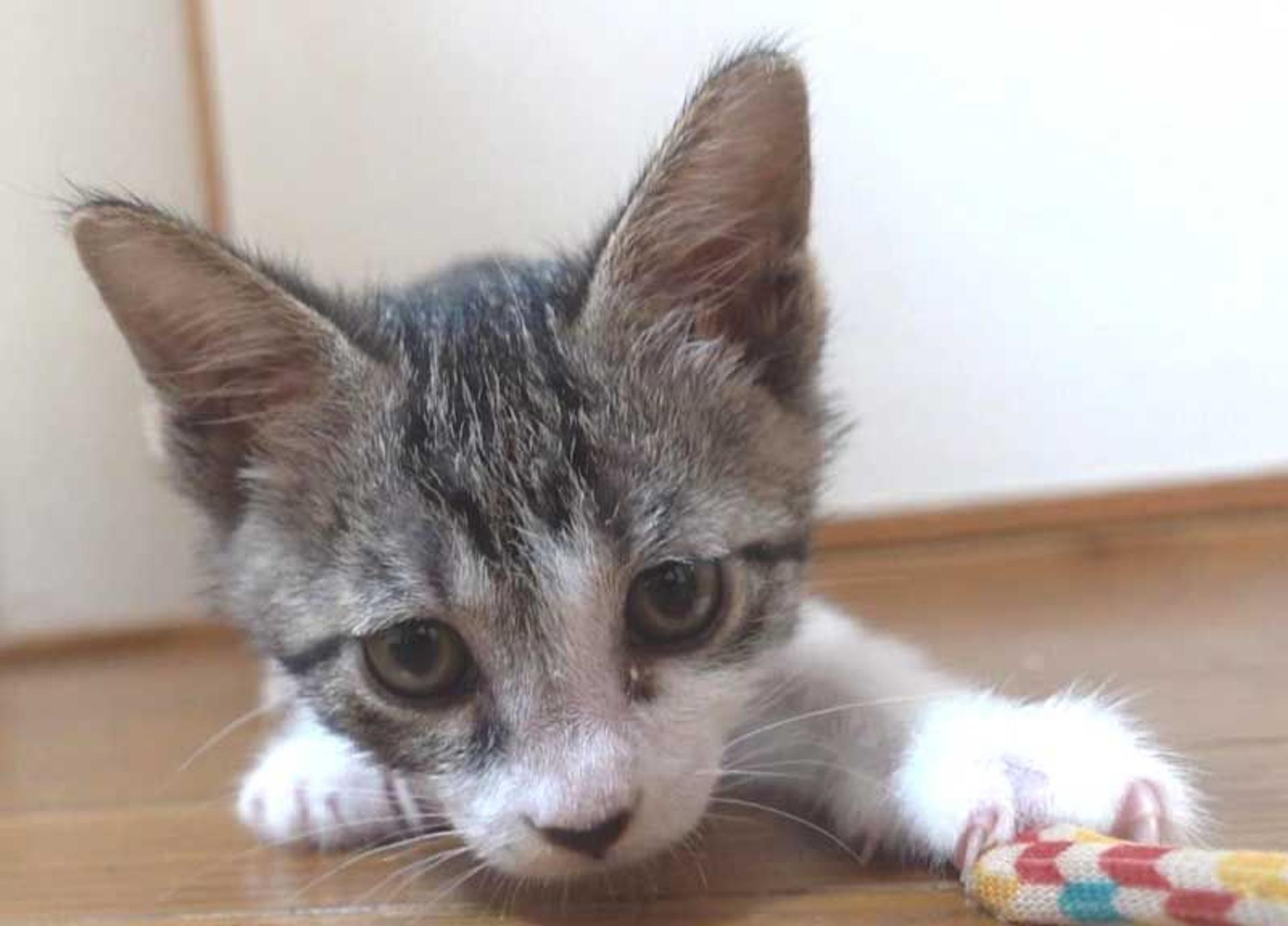pet-image-6