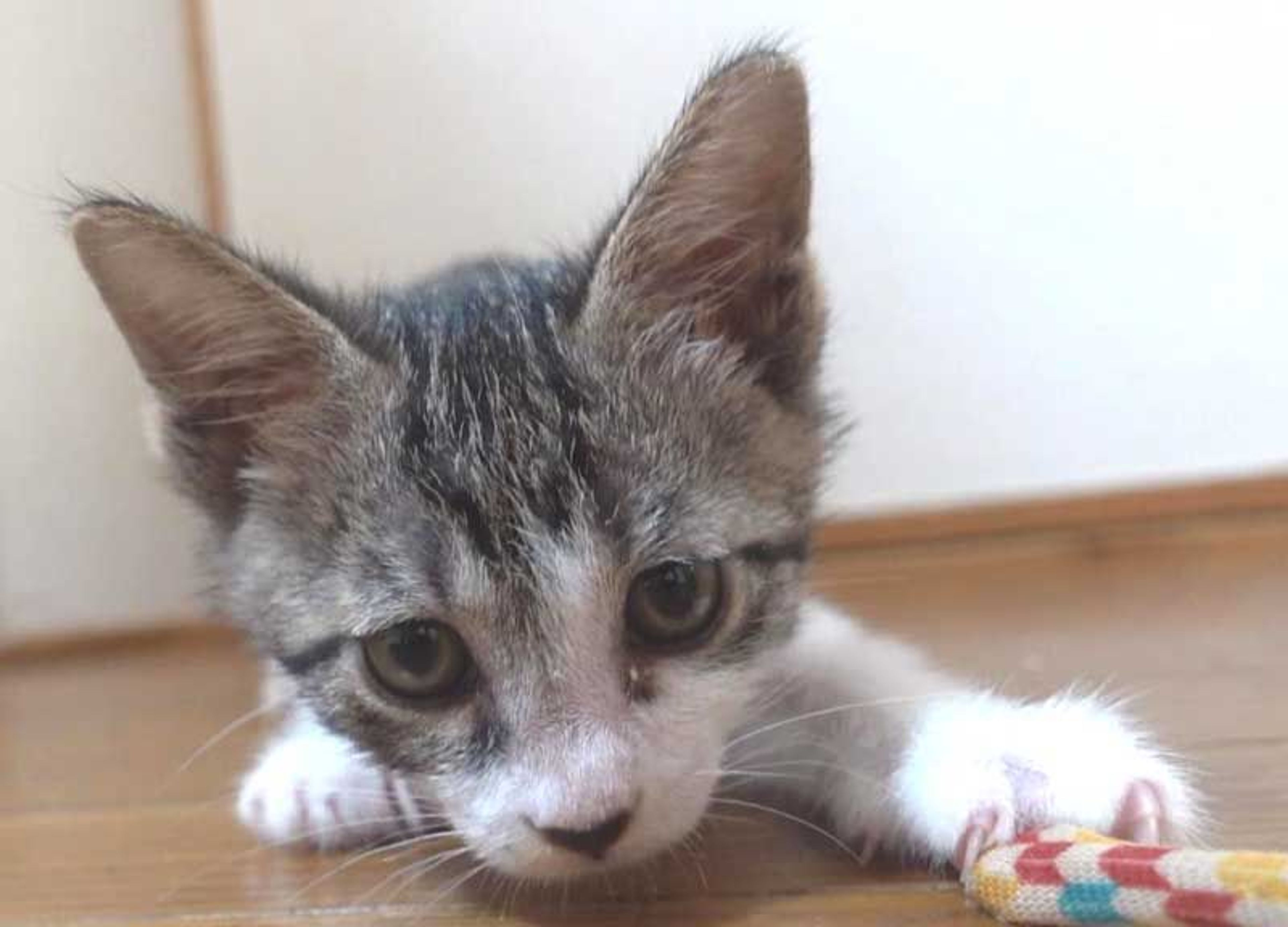 pet-image-6