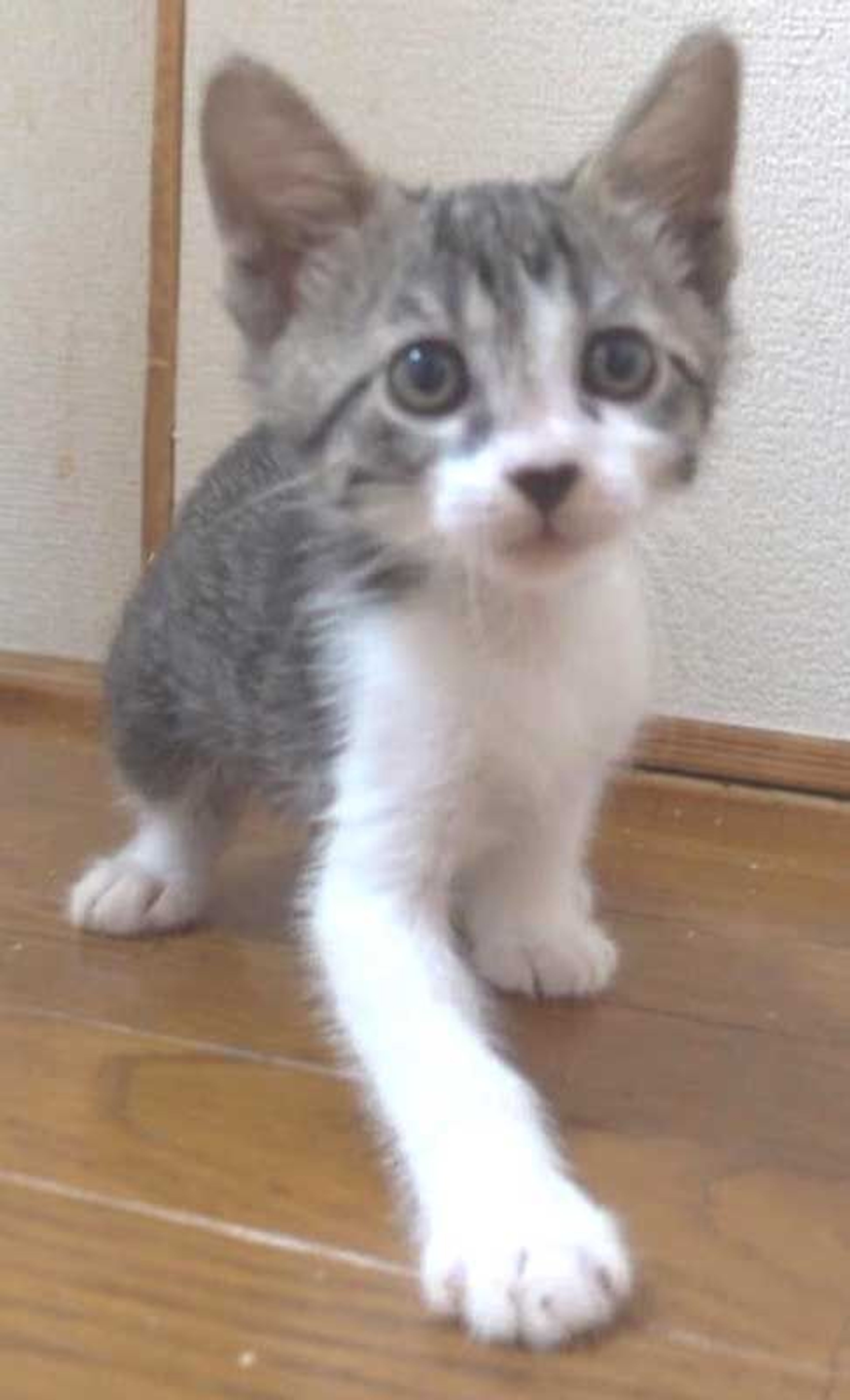 pet-image-7