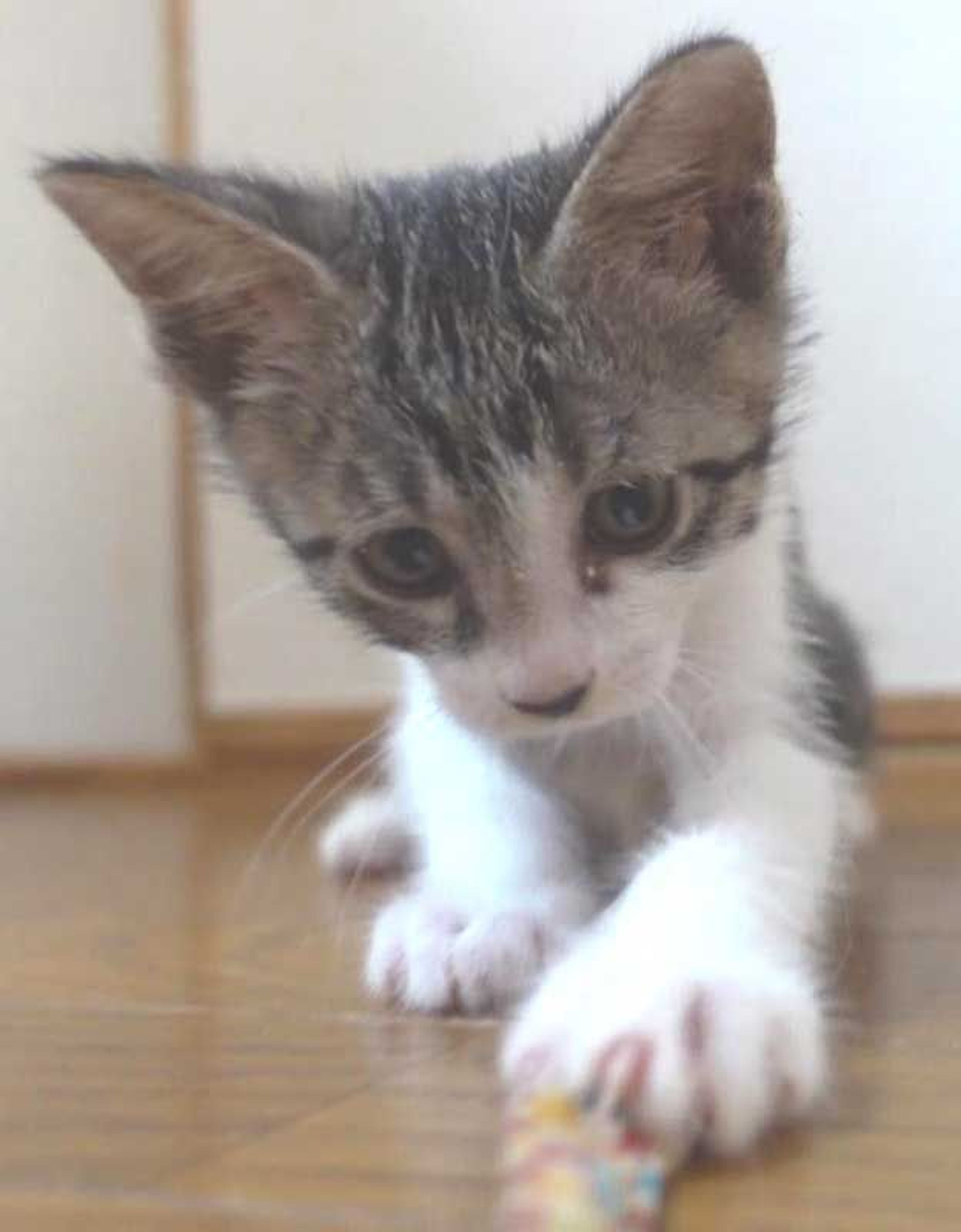 pet-image-8
