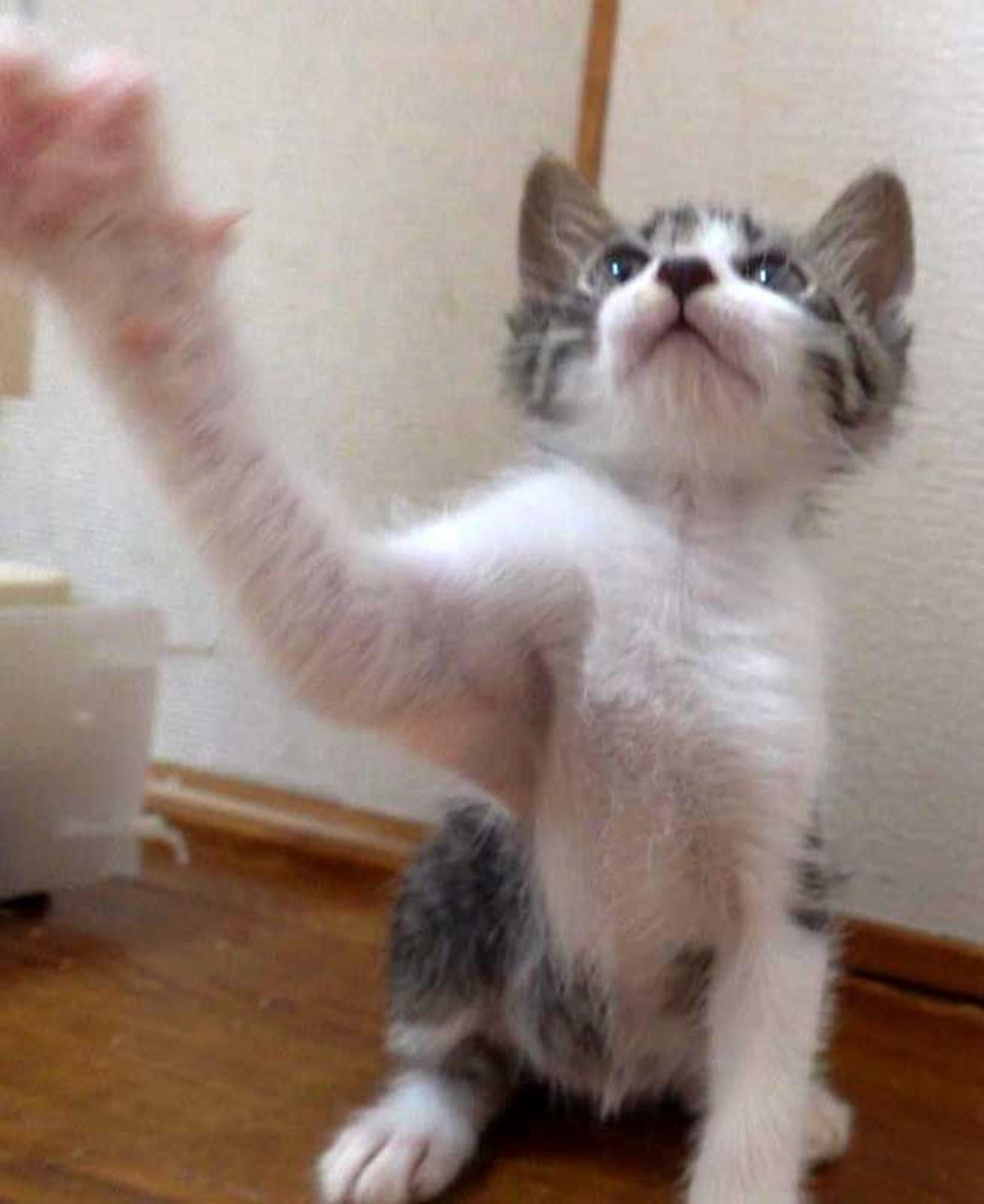 pet-image-9