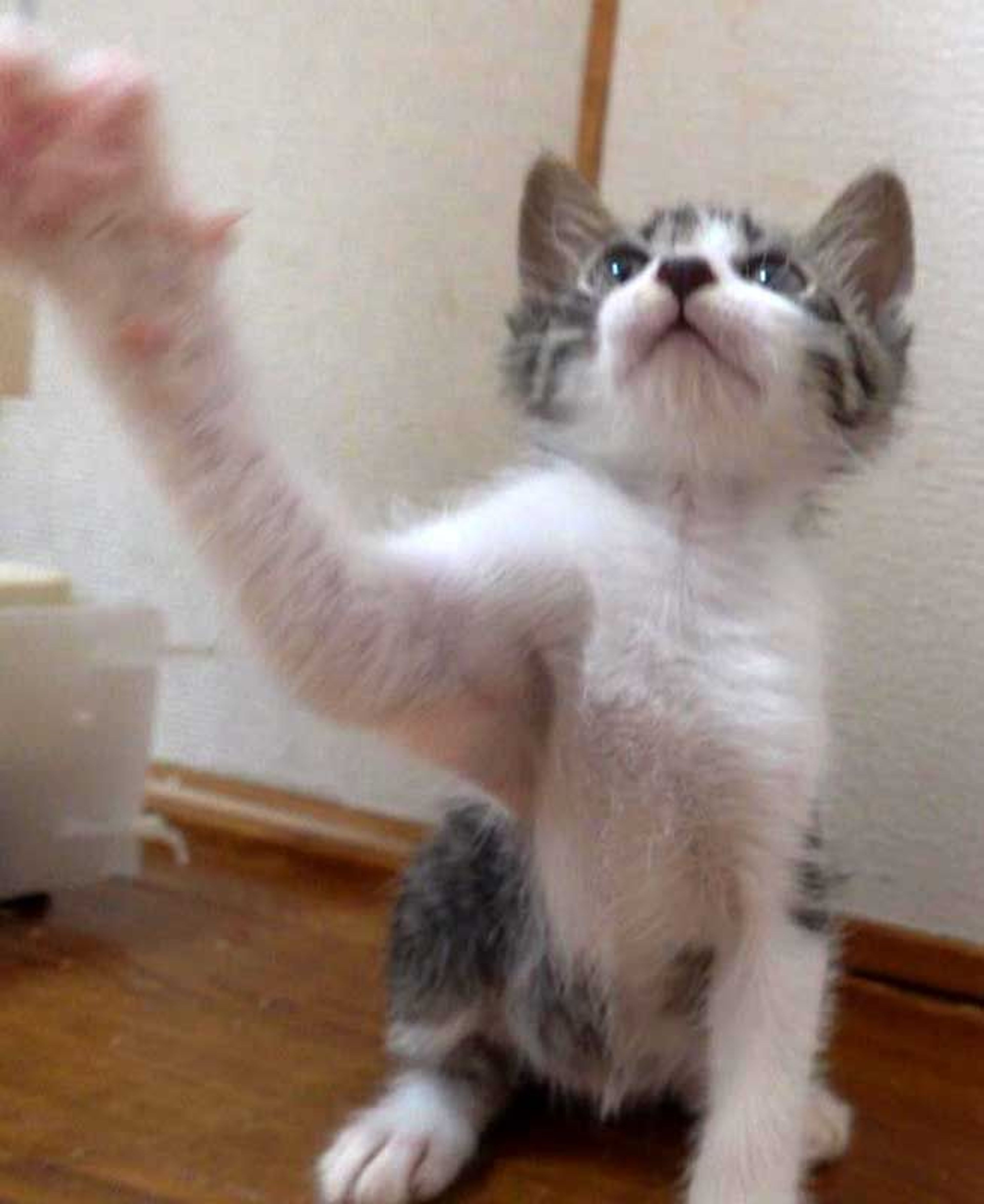 pet-image-9