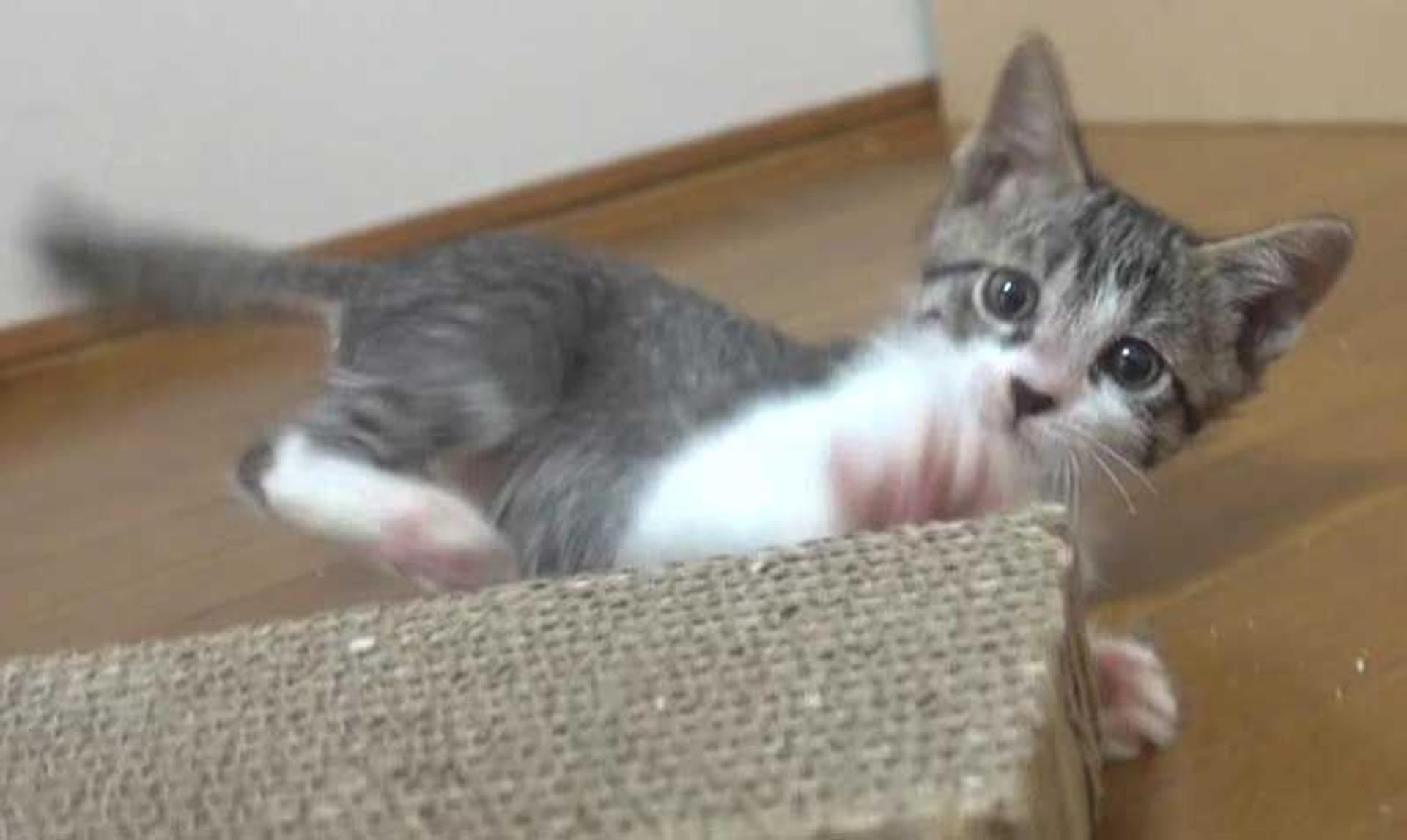 pet-image-10