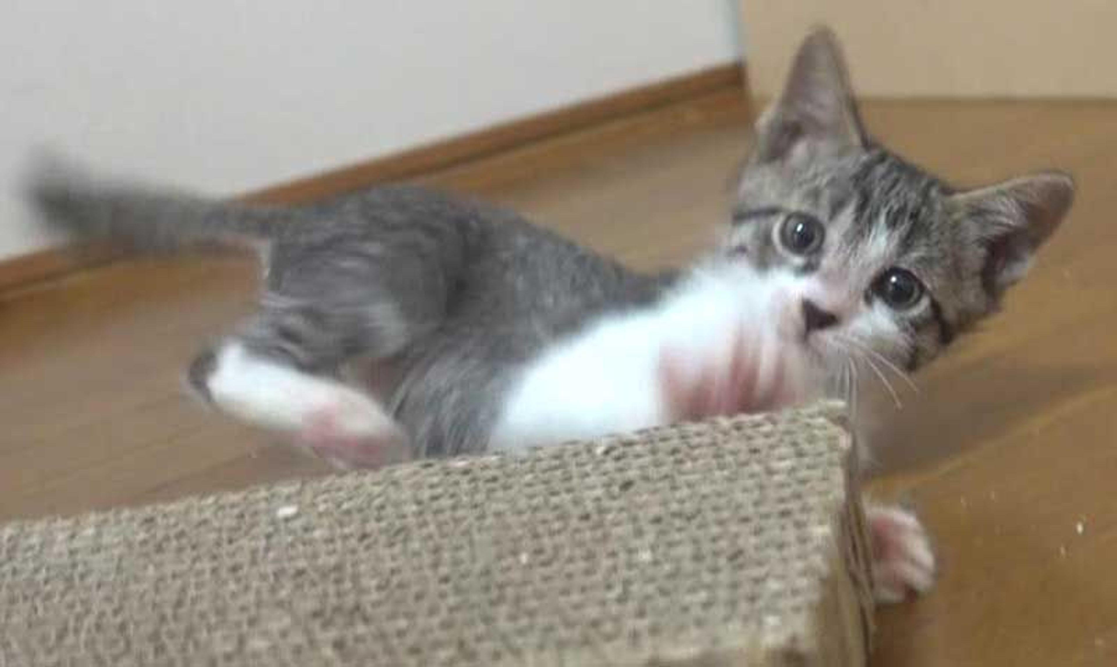 pet-image-10