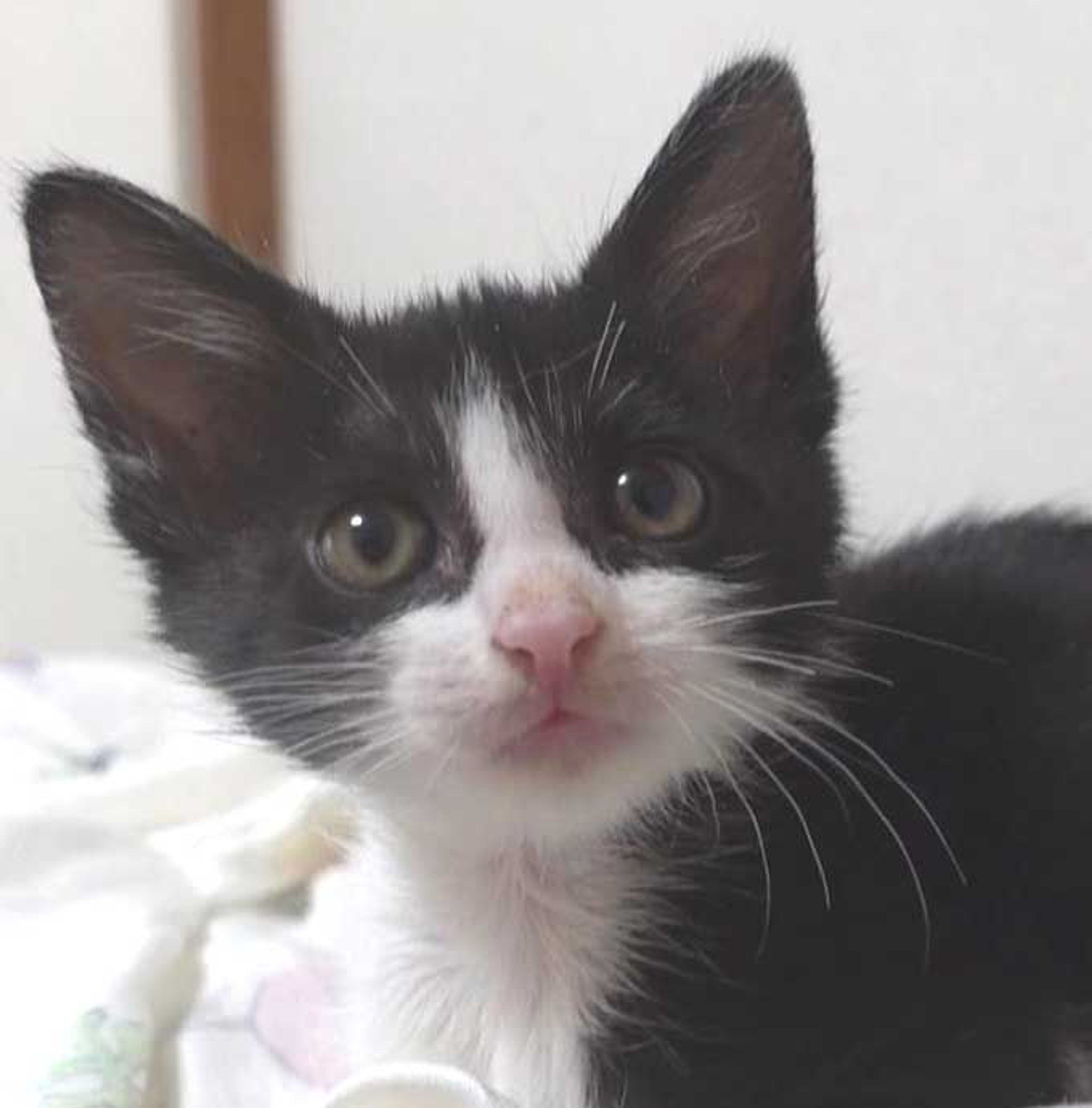 雑種（ミックス猫）・メスの里親募集の写真
