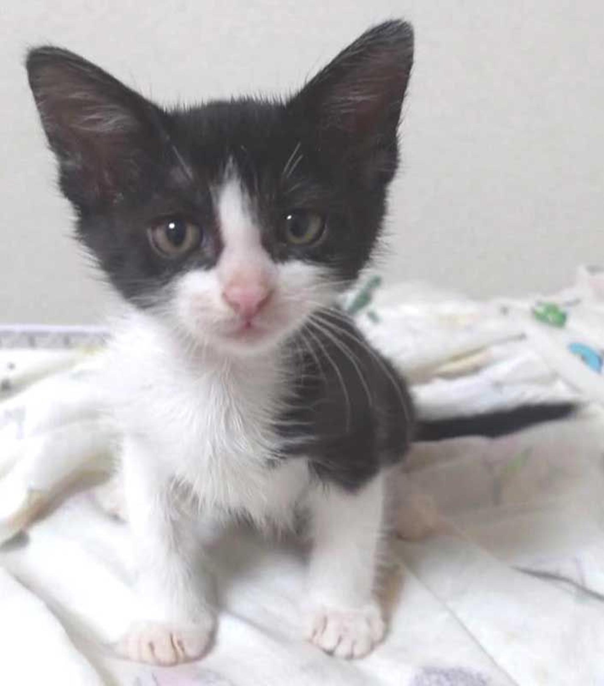 pet-image-2