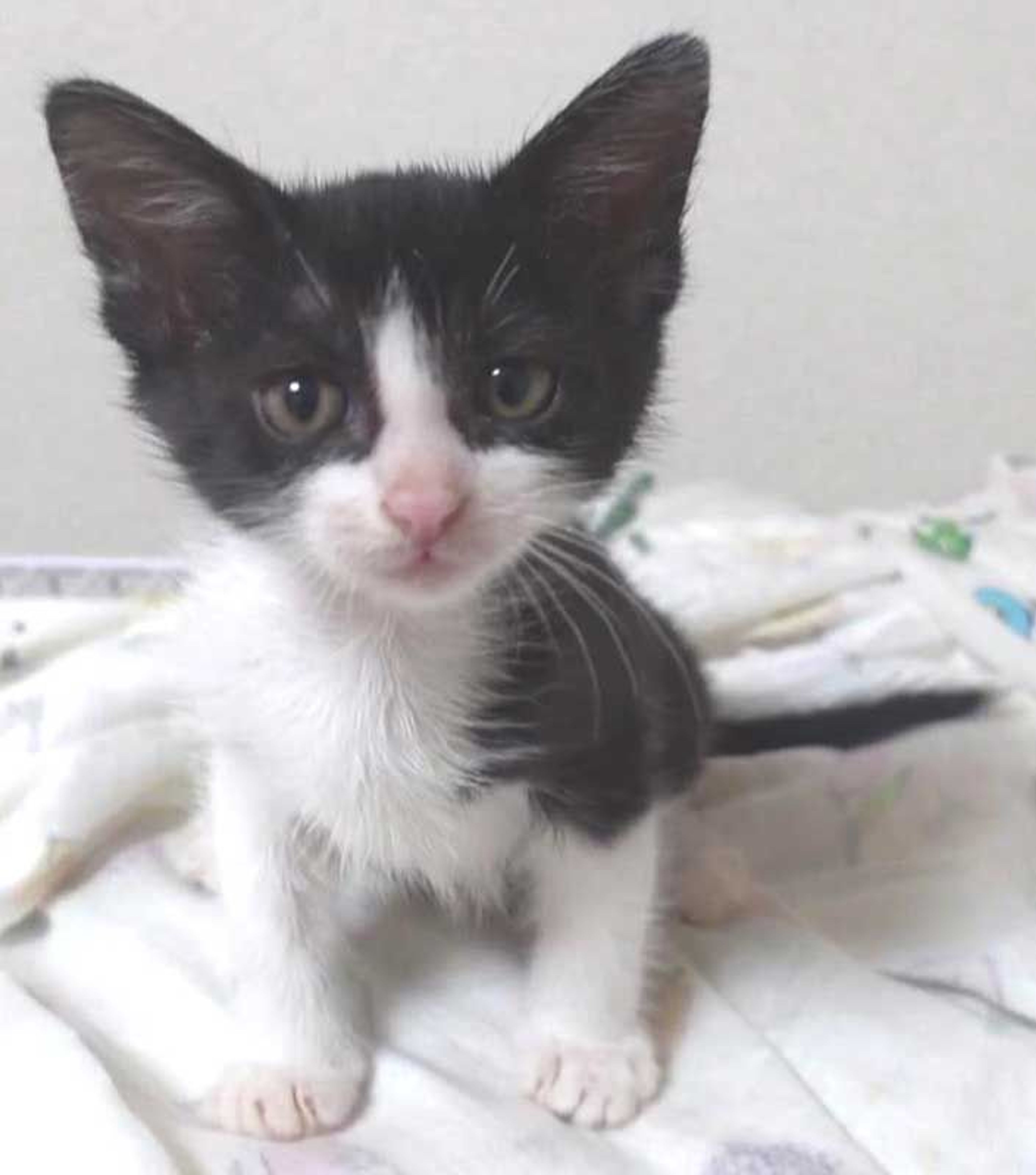 pet-image-2