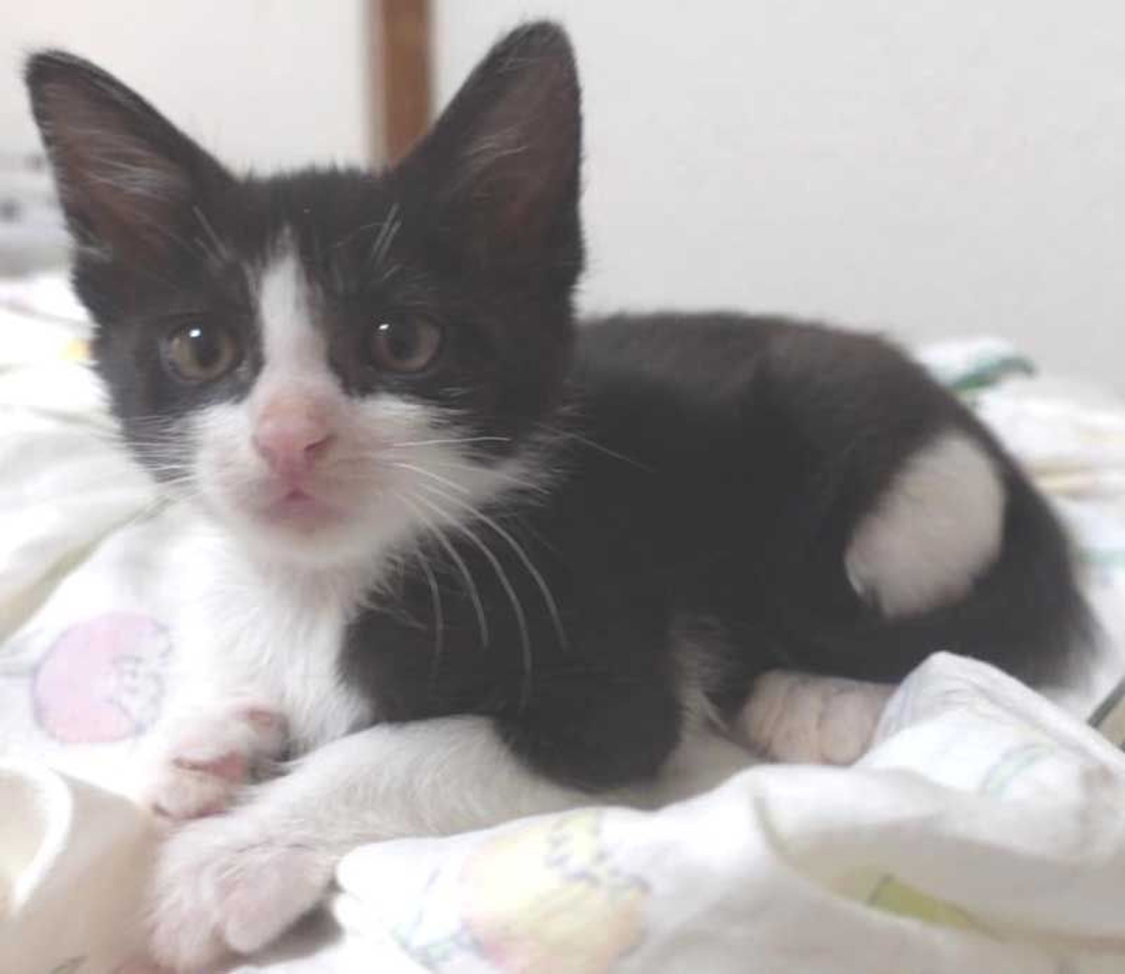 pet-image-3