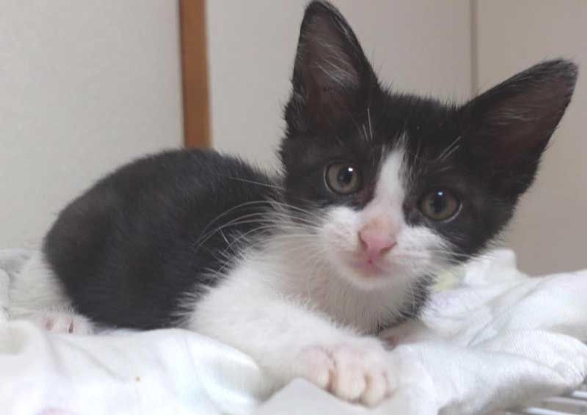 pet-image-4