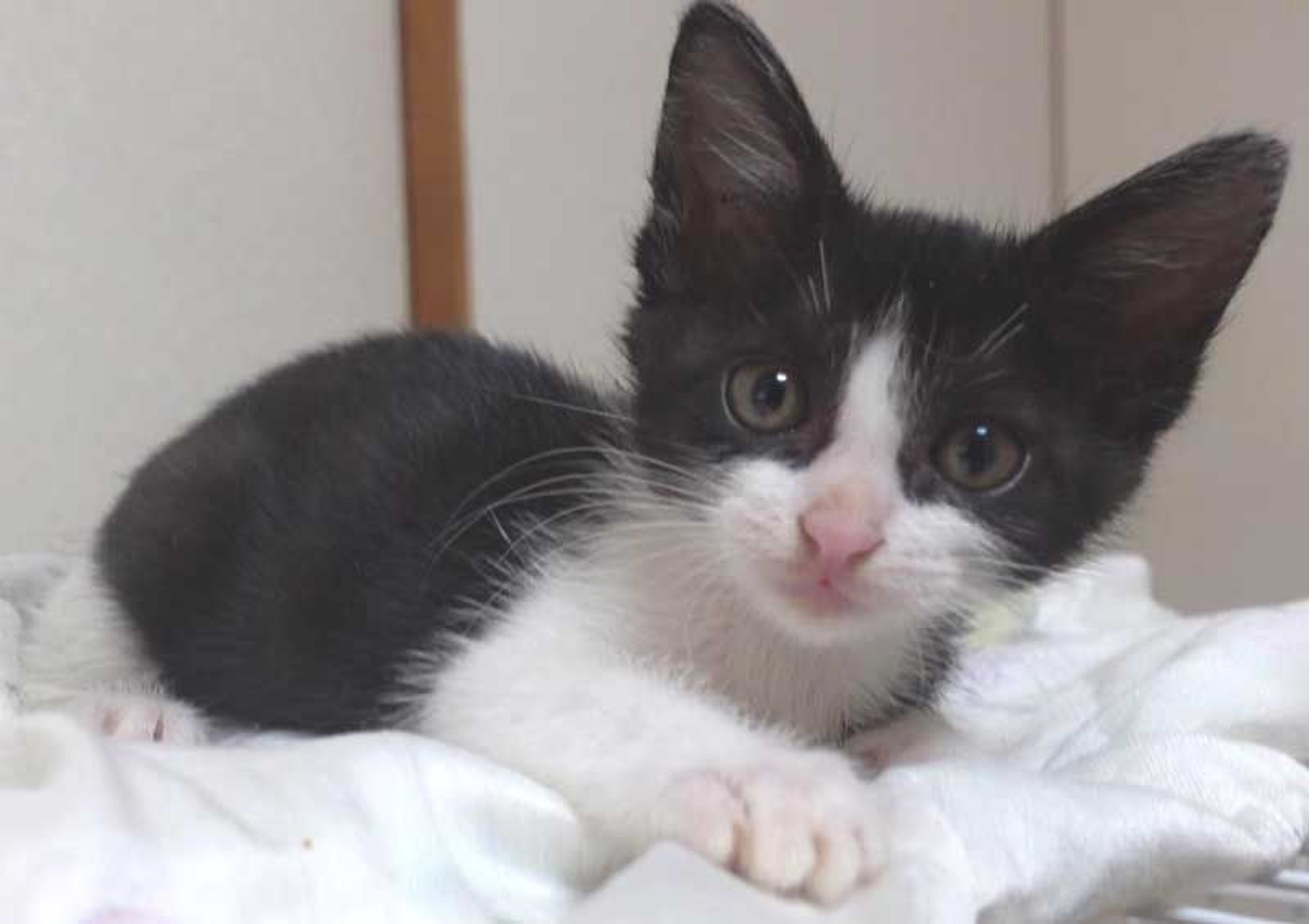 pet-image-4