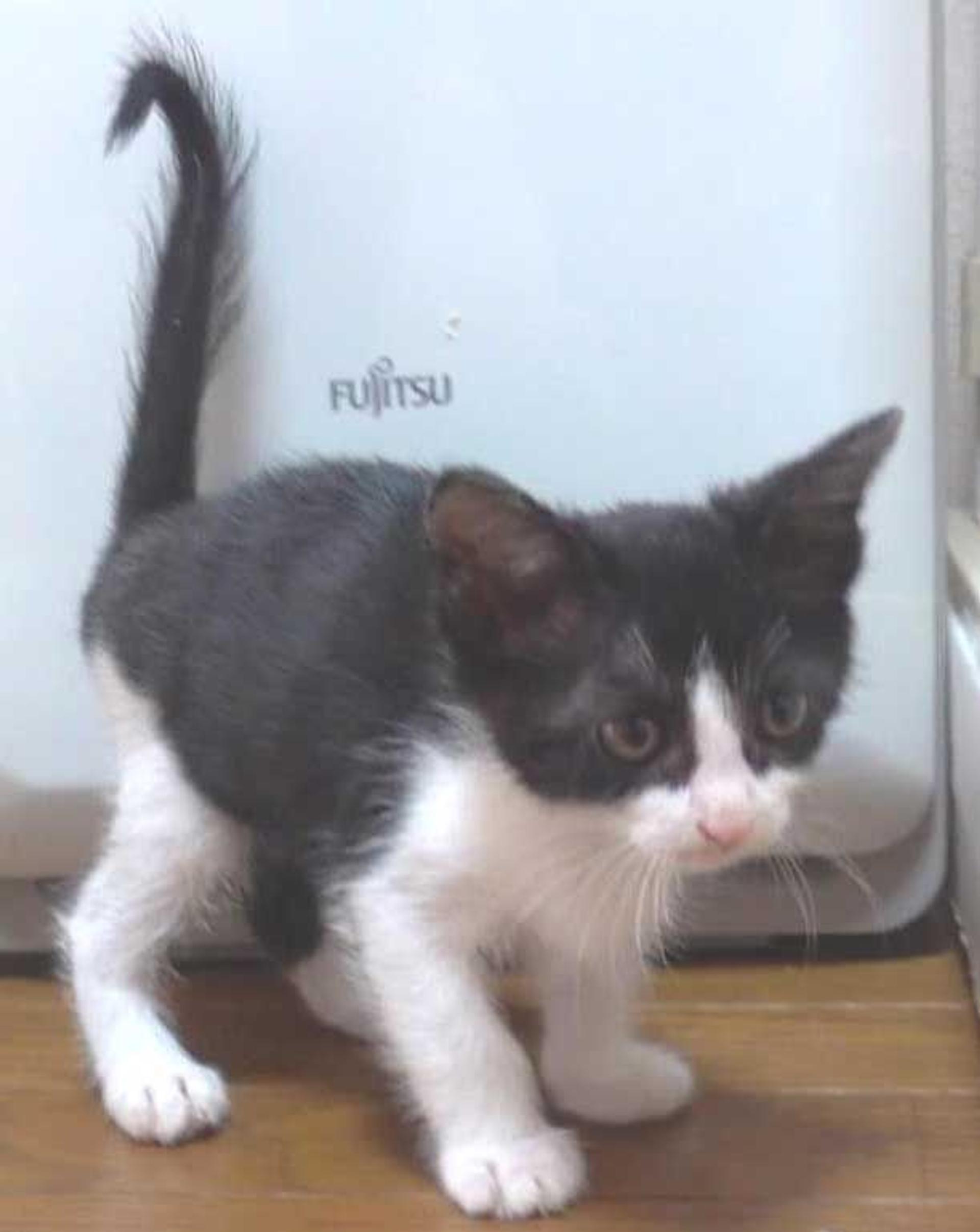 pet-image-5