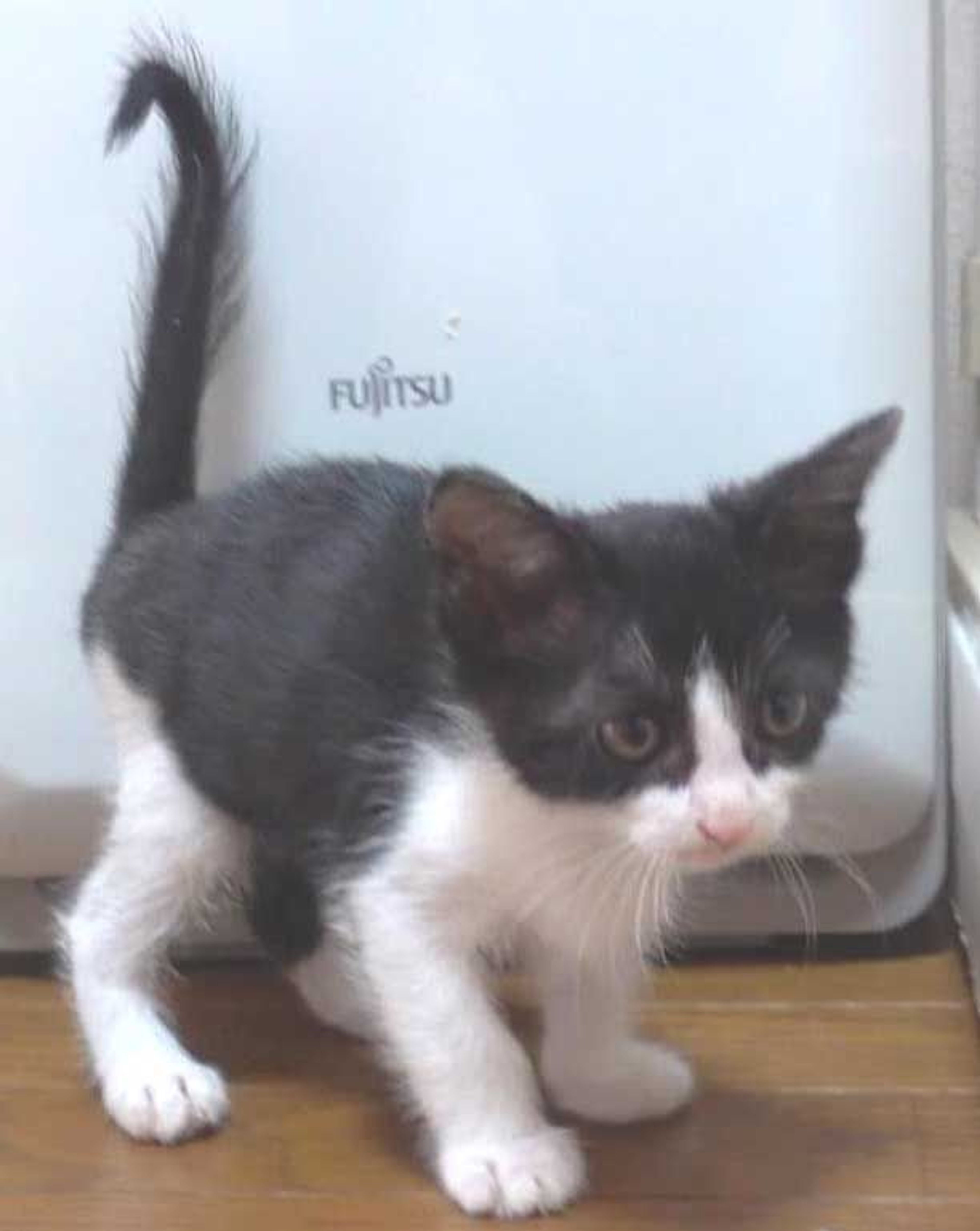 pet-image-5