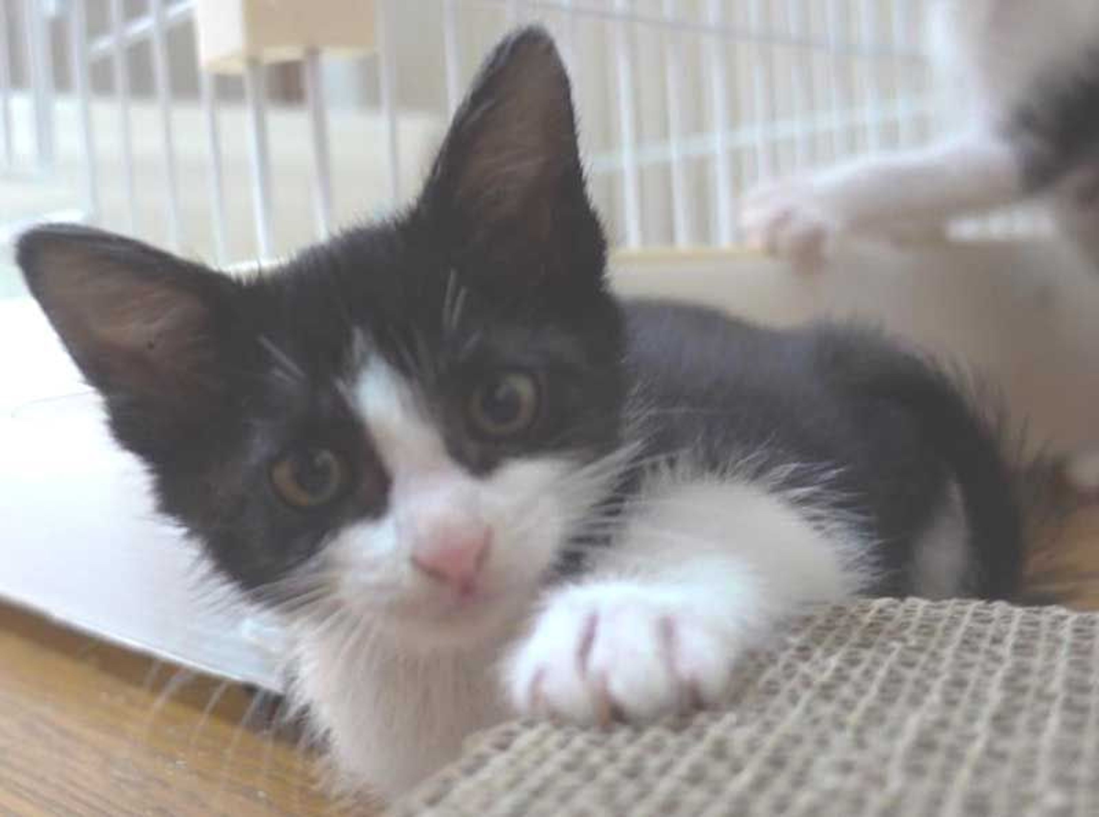 pet-image-6
