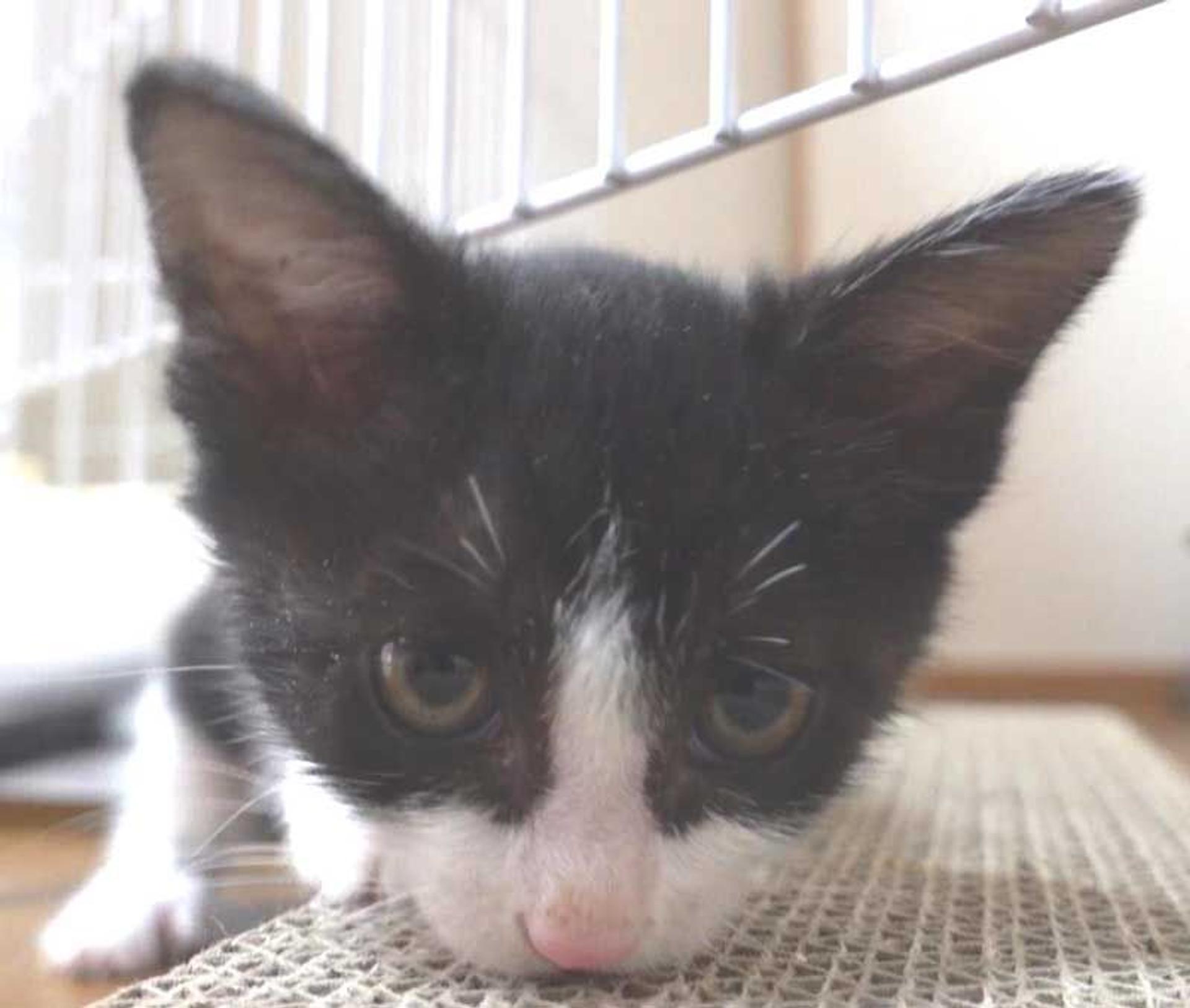 pet-image-8