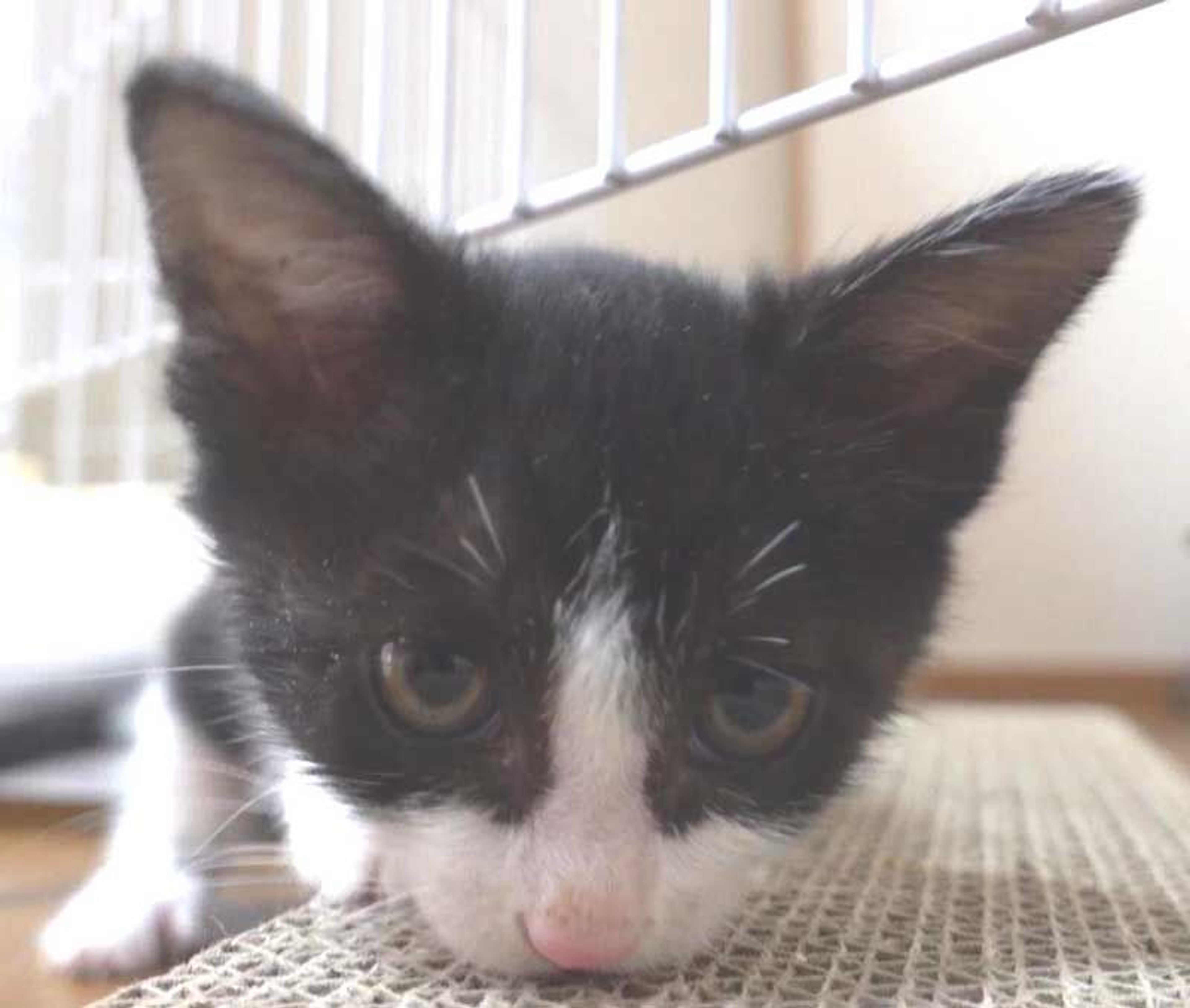 pet-image-8