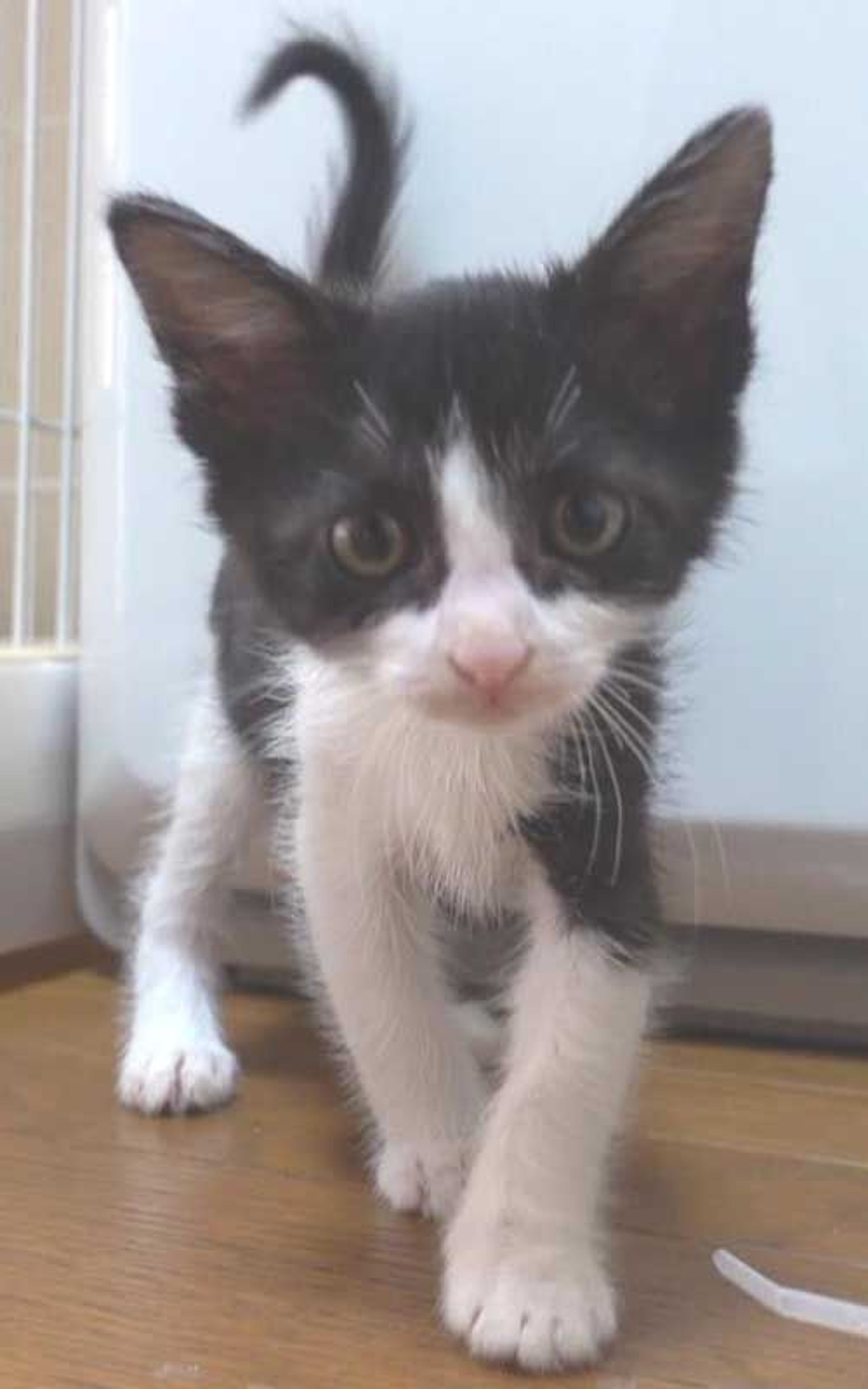 pet-image-9