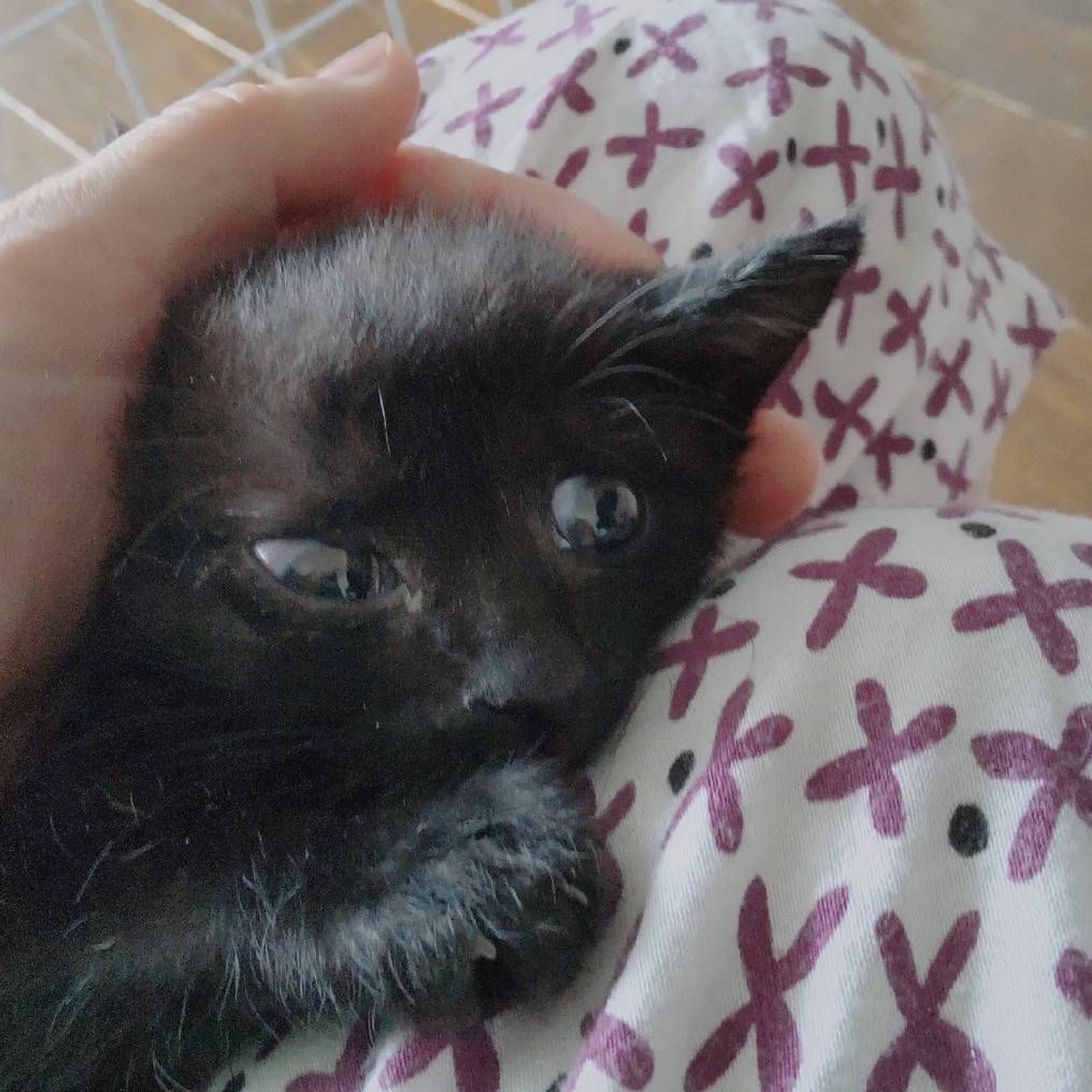 雑種（ミックス猫）・オスの里親募集の写真