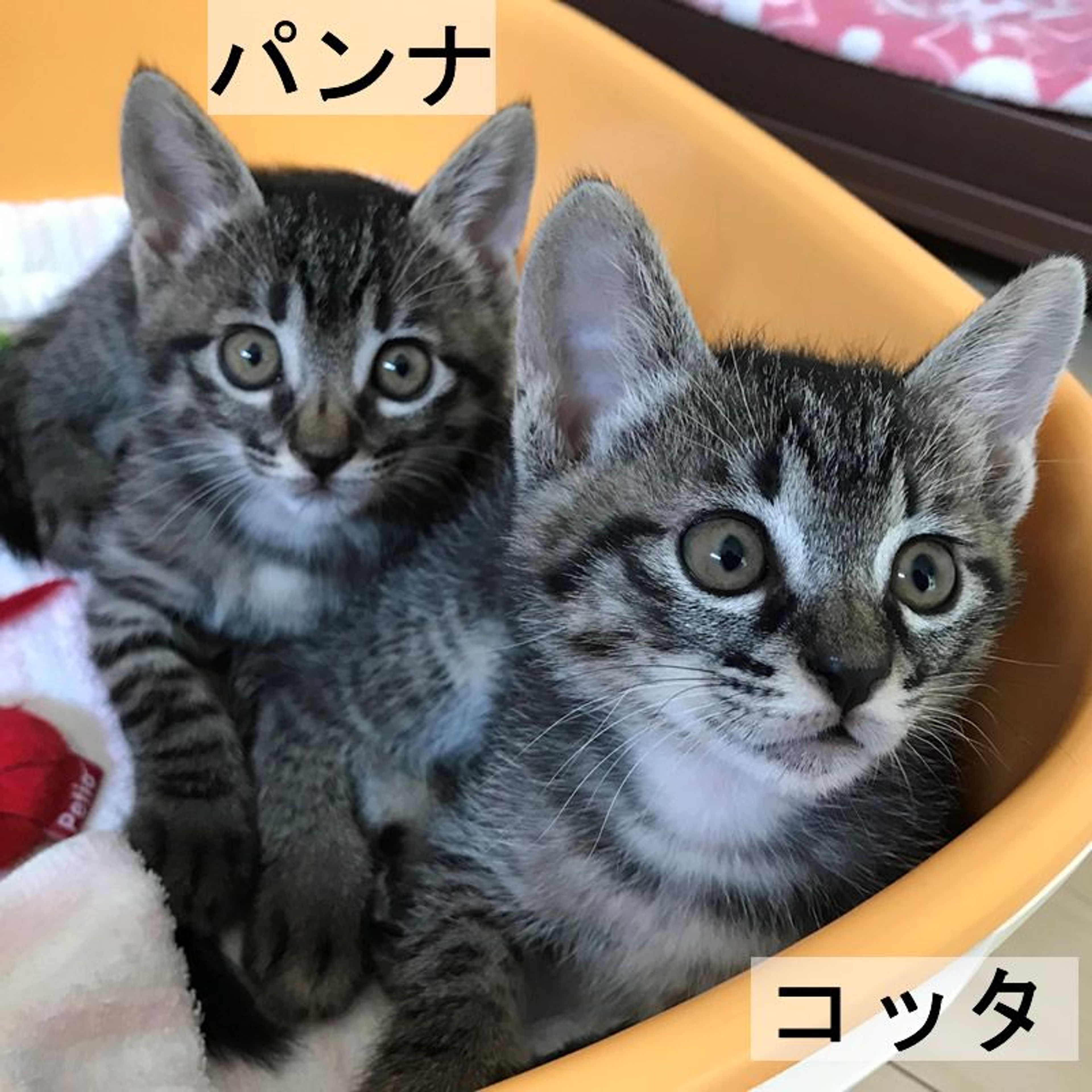 pet-image-4